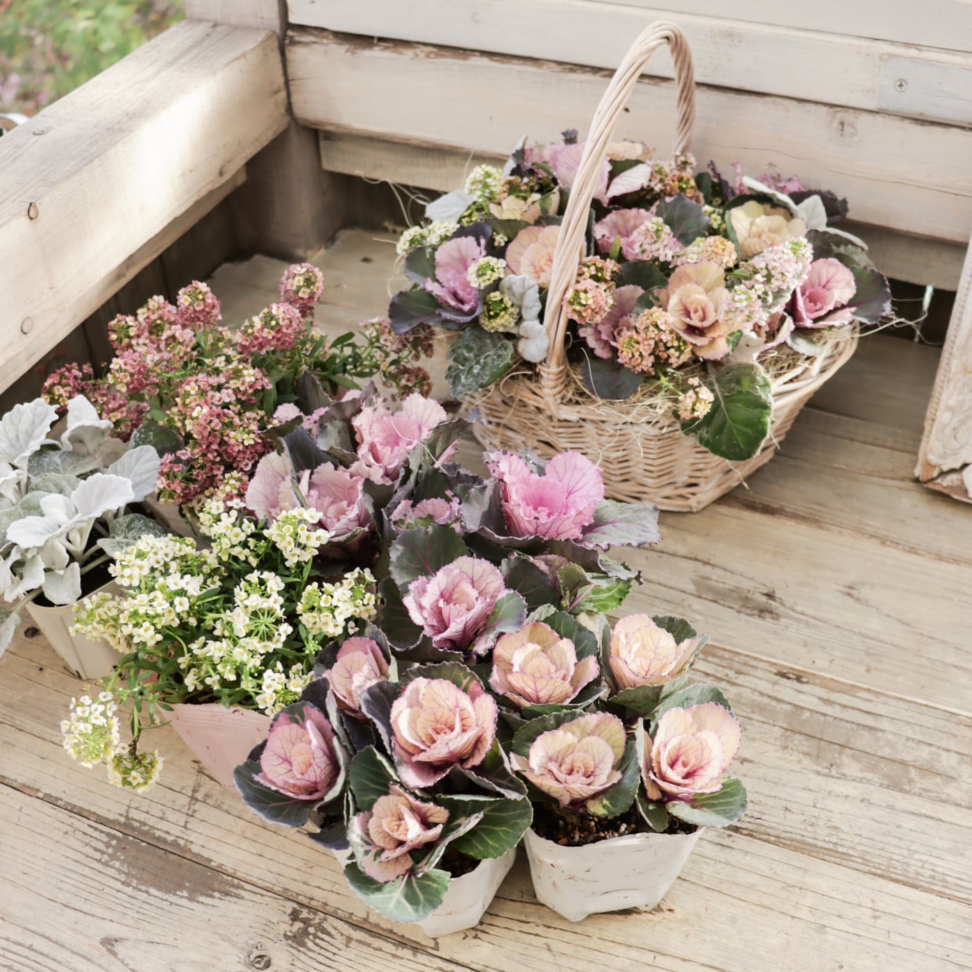 寄せ植え｜ギャザリング｜苗セット | Green heartꕥオンラインショップ