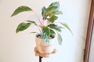 【M】【希少】アグラオネマ モンコンファイ/Aglaonema ※陶器鉢カバー付き