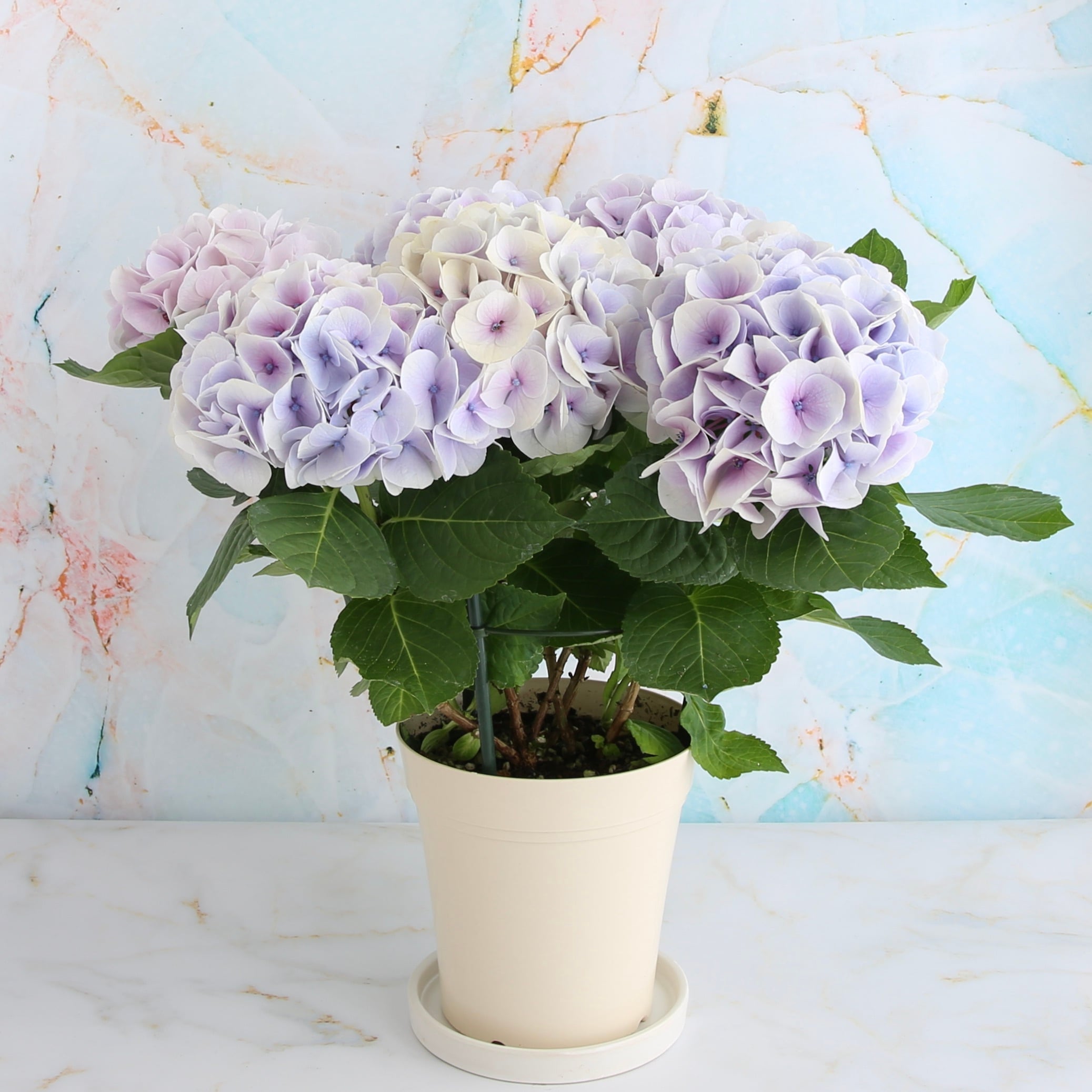 アジサイ「シルクサファイア」の鉢植え | 宙花sorahana