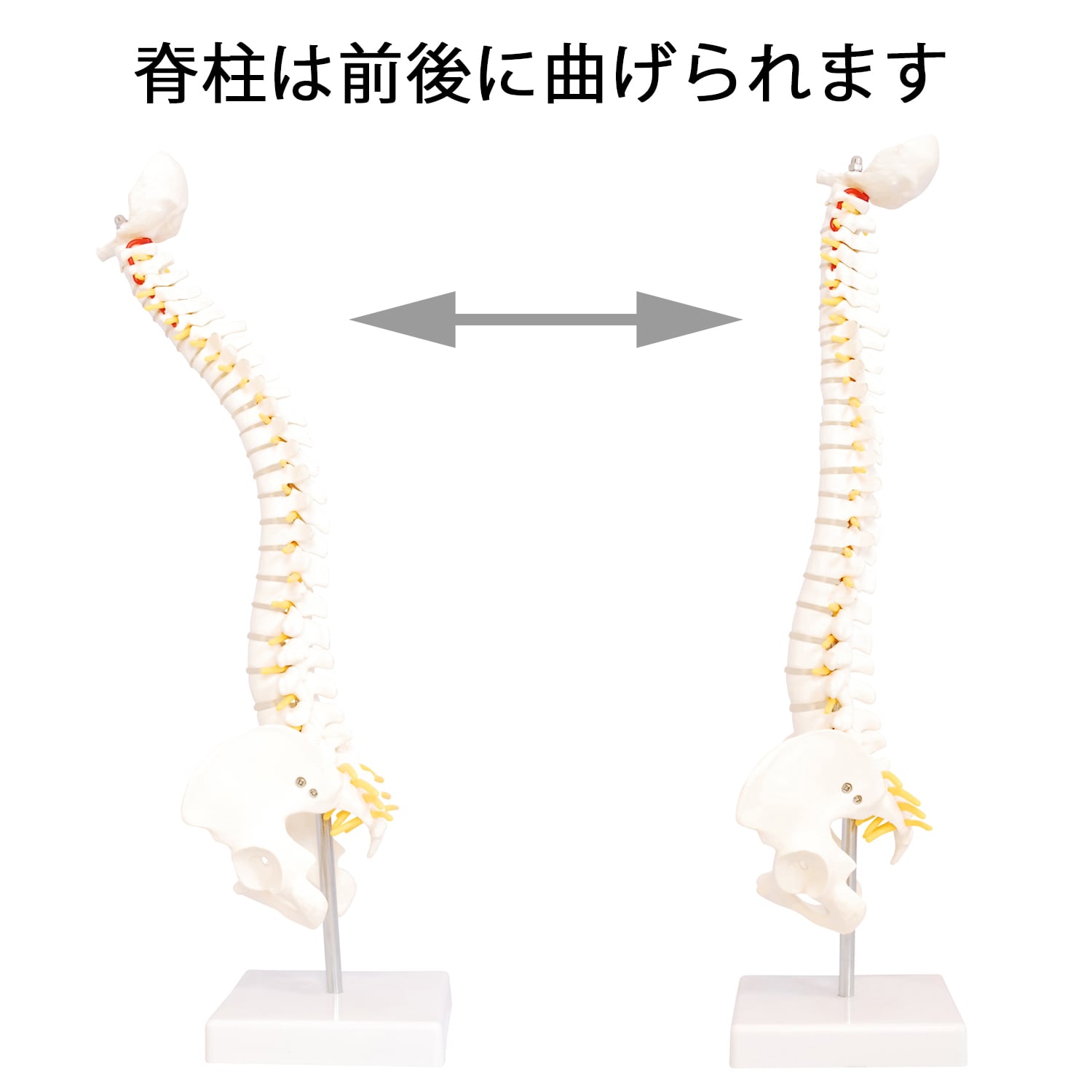 股関節付★脊柱模型可動型椎間板付人体模型神経ヘルニア□