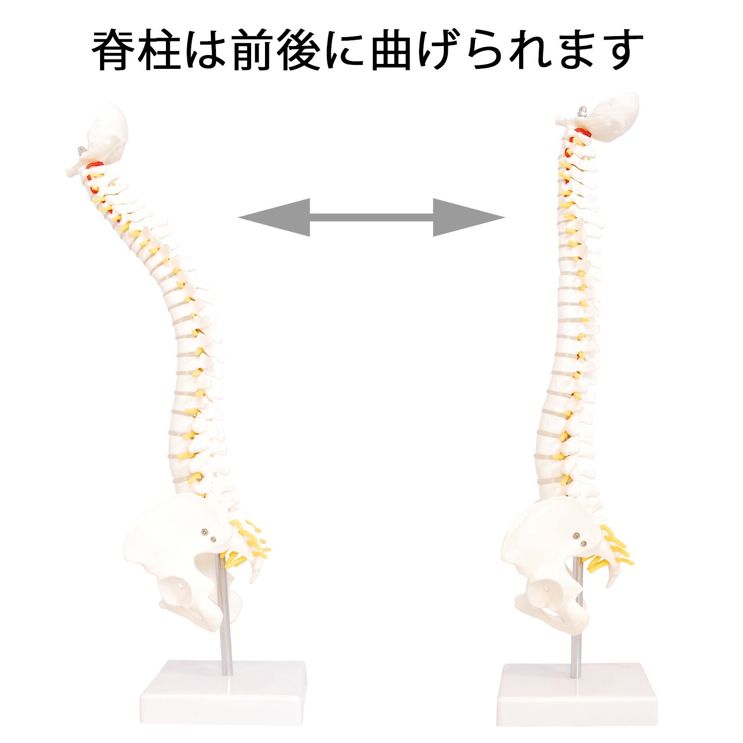 人体模型   脊柱骨盤股関節  脊柱模型　83cm