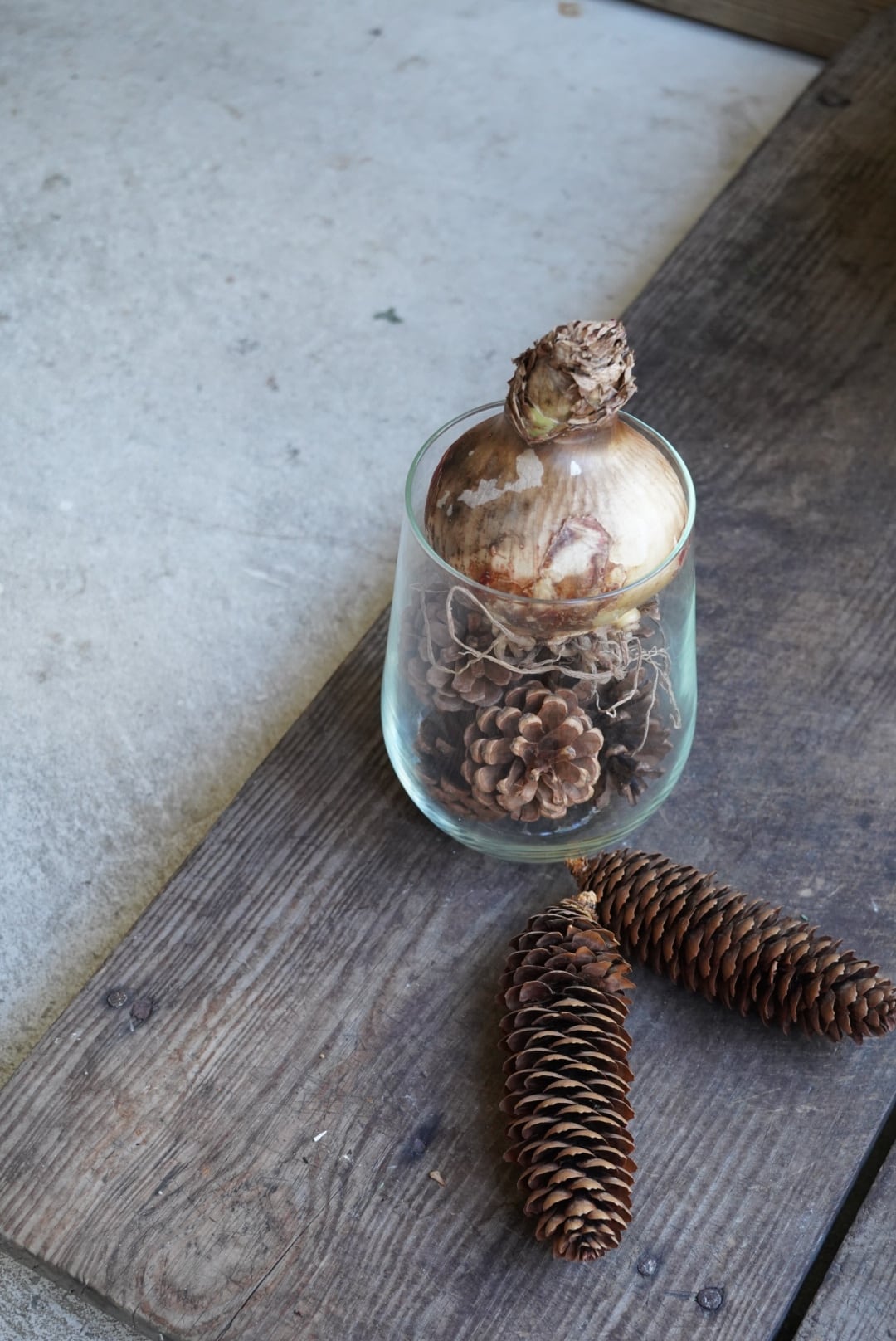 【 球根 】マジックアマリリス *ピンクサイビスター*