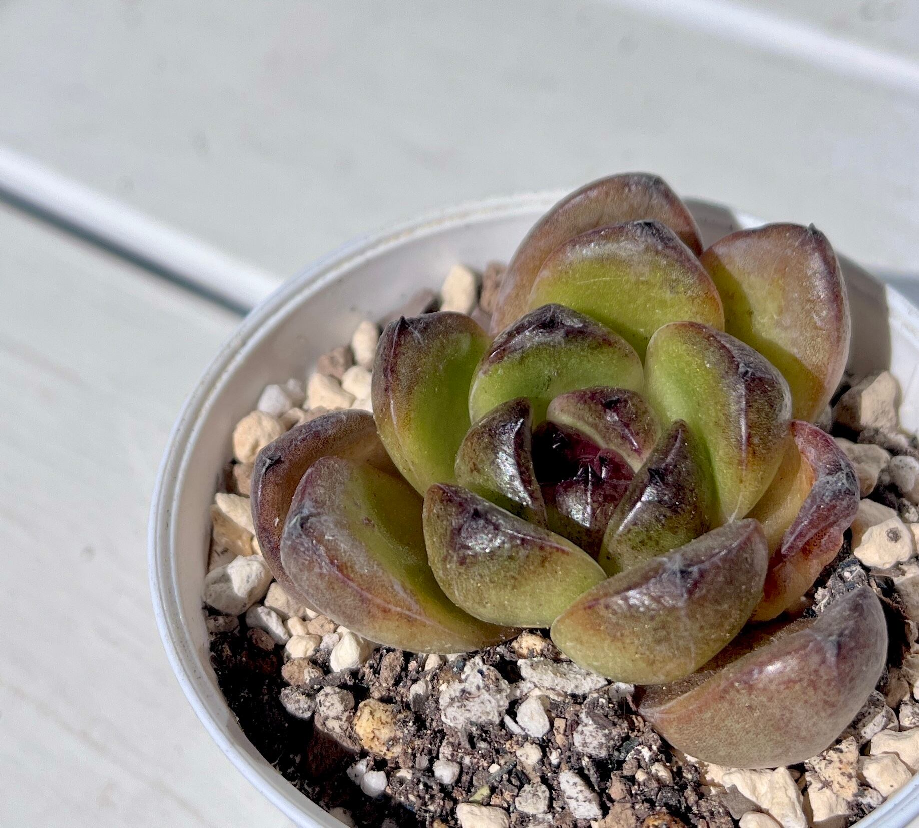ミセスリチャード錦 | 植物じかん