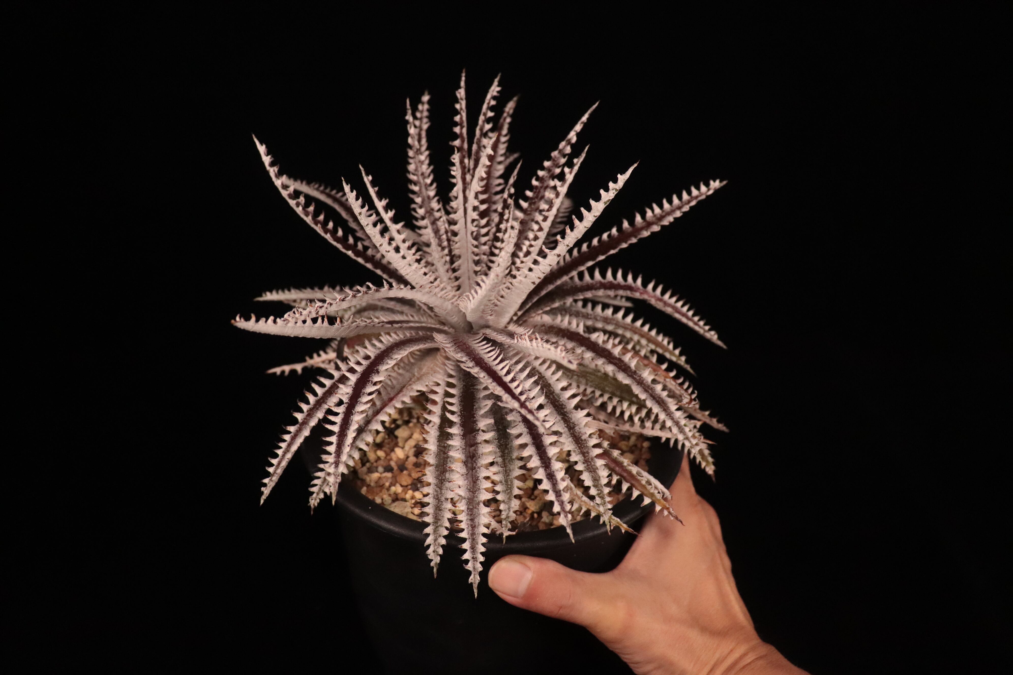 送料無料】Dyckia 'All Star'〔ディッキア〕現品発送D484-4 | plane plants