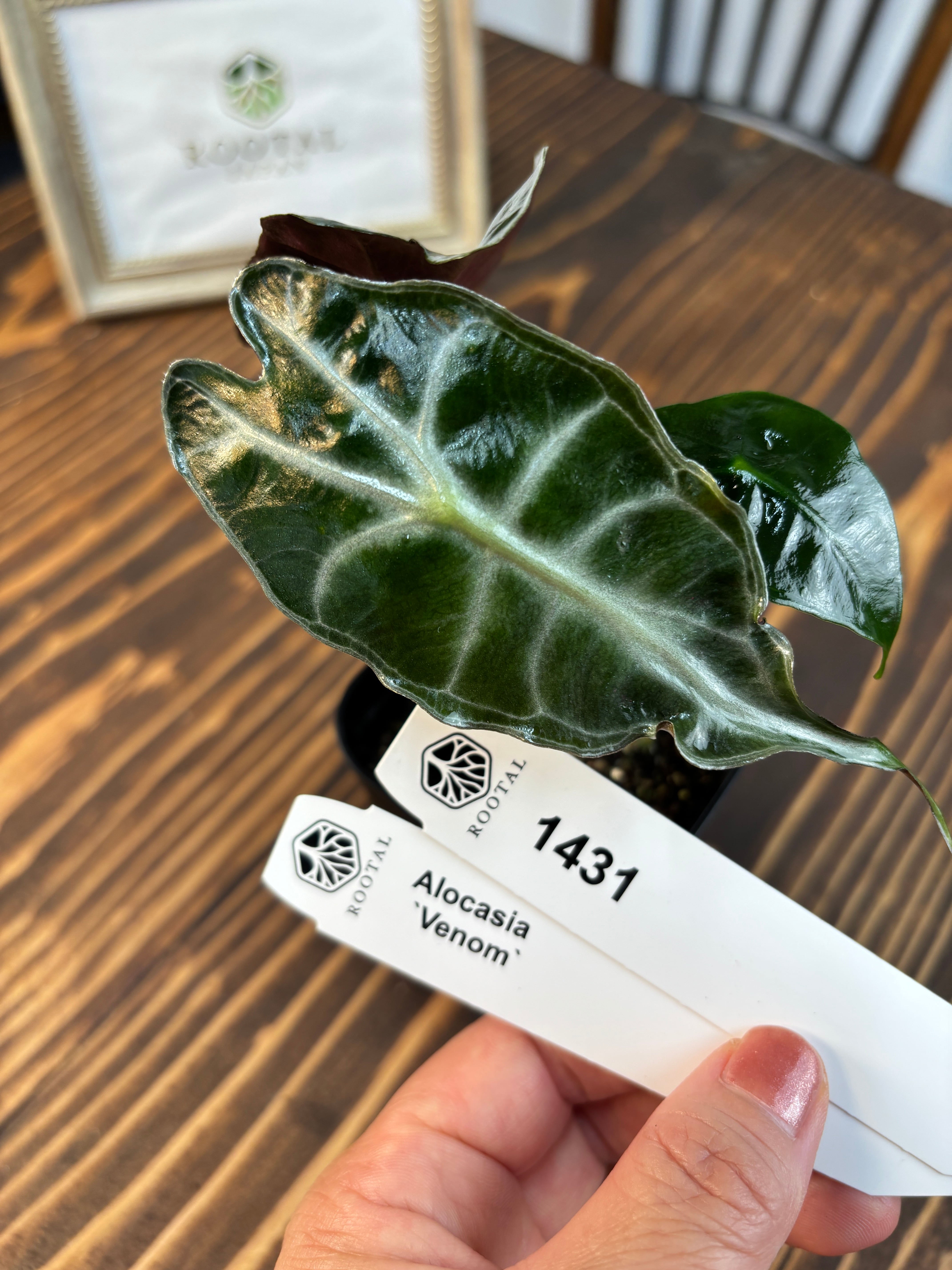 ヴェノム | ROOTALPLANTS