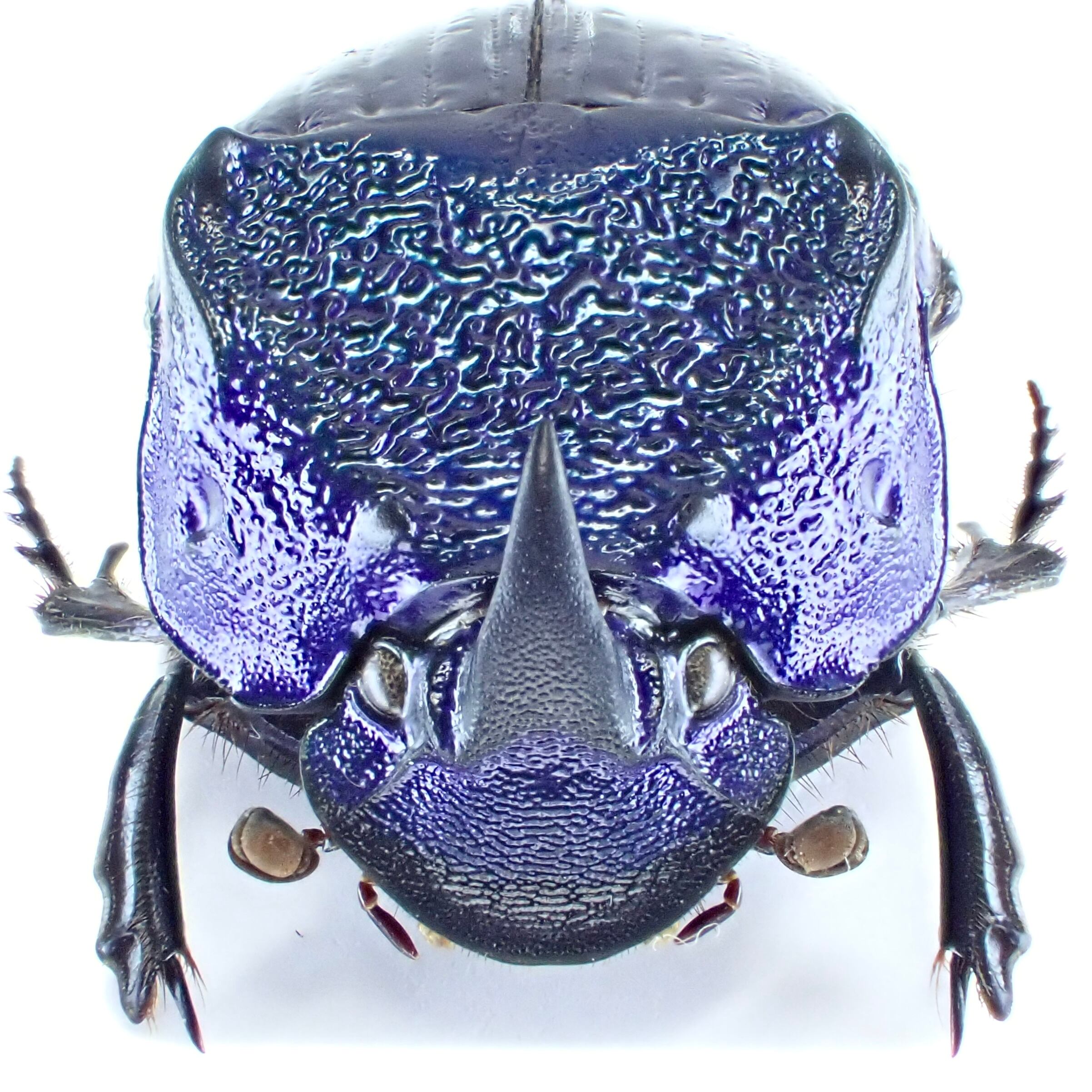 メキシコ産 Phanaeus amethystinus ♂ 20mm | 昆虫標本 Diggers メキシコ産 Phanaeus amethystinus ♂ 20mm | 昆虫標本 Diggers