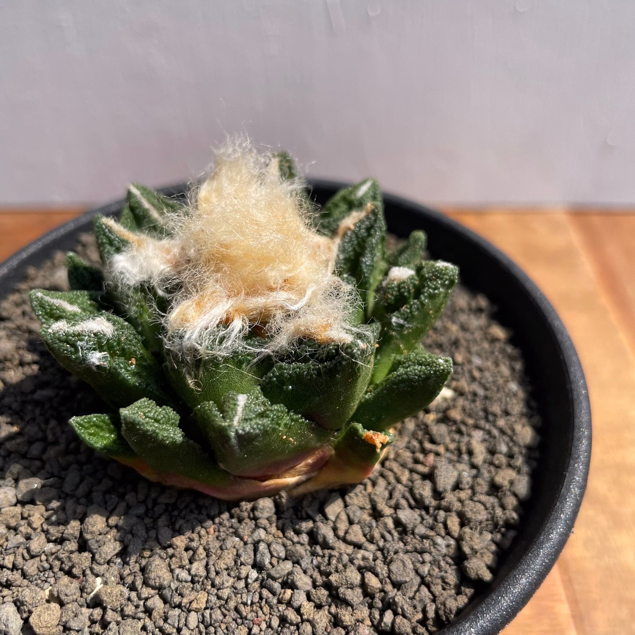 Ariocarpus fissuratus var. hintonii【アリオカルプス・亀甲牡丹