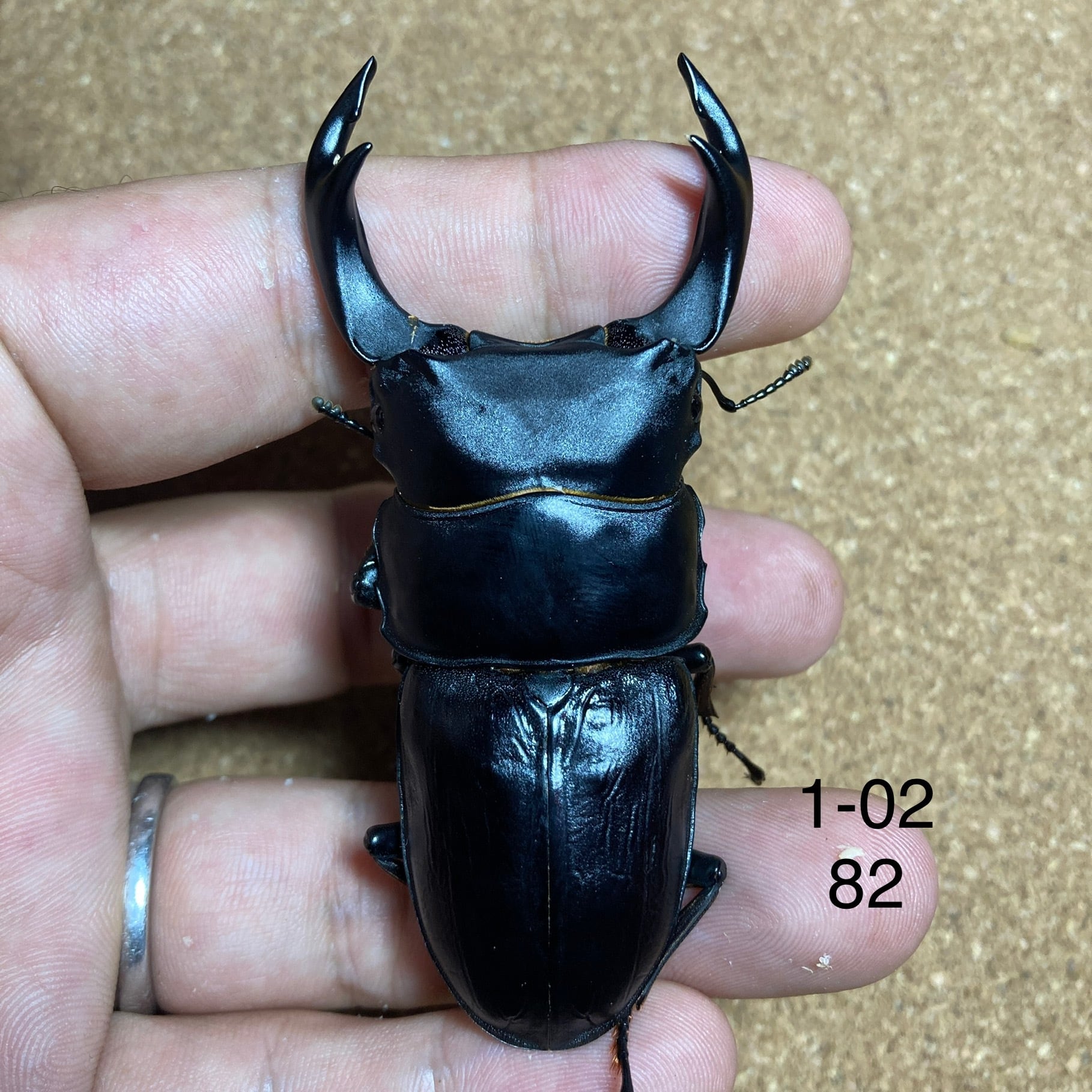 久留米オオクワガタ ♂85㎜ マツノインセクト