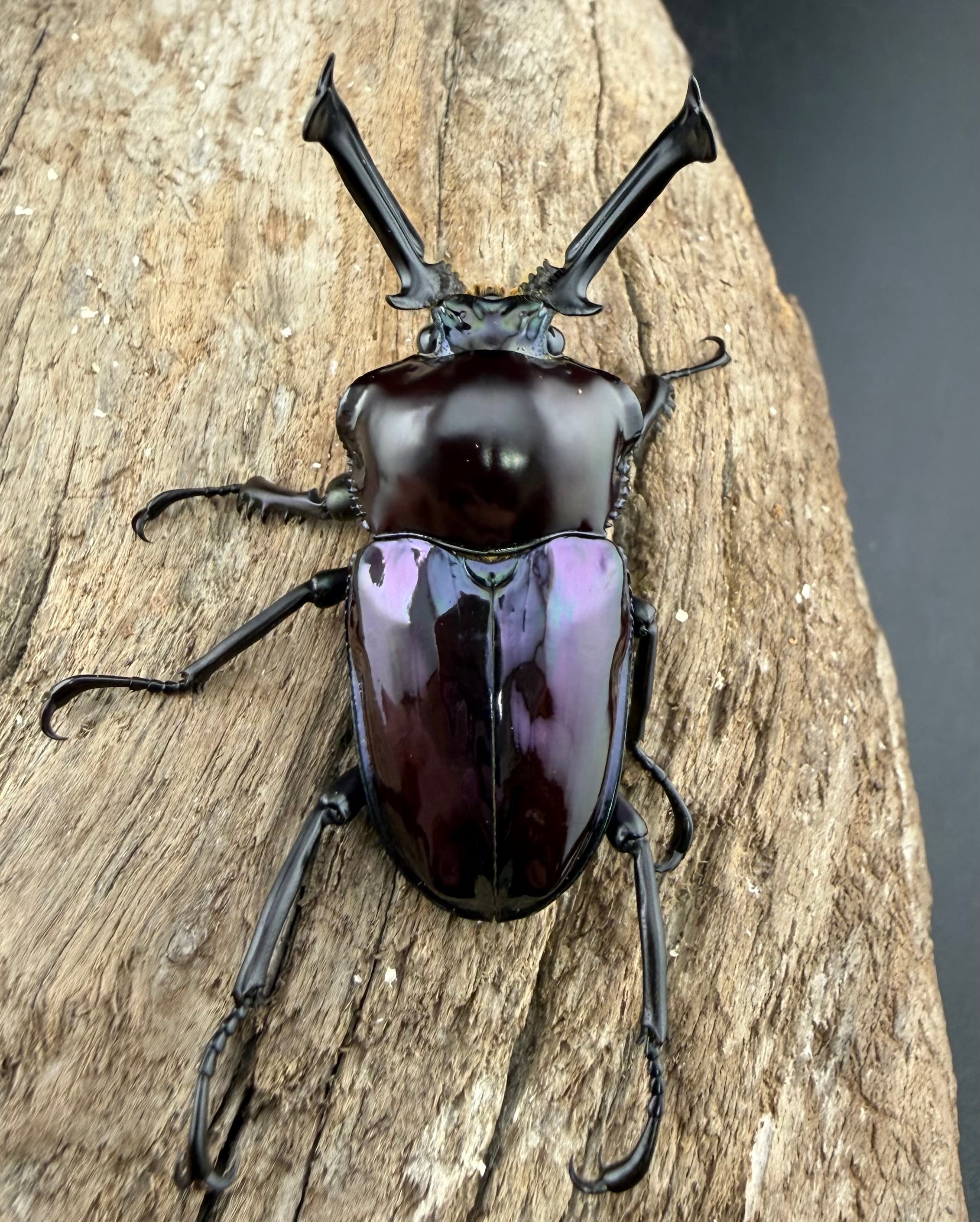 ニジイロクワガタ　美品 ニジイロクワガタ（クイーンズランド産）♂62mm ペア 緑系 : 有限会社