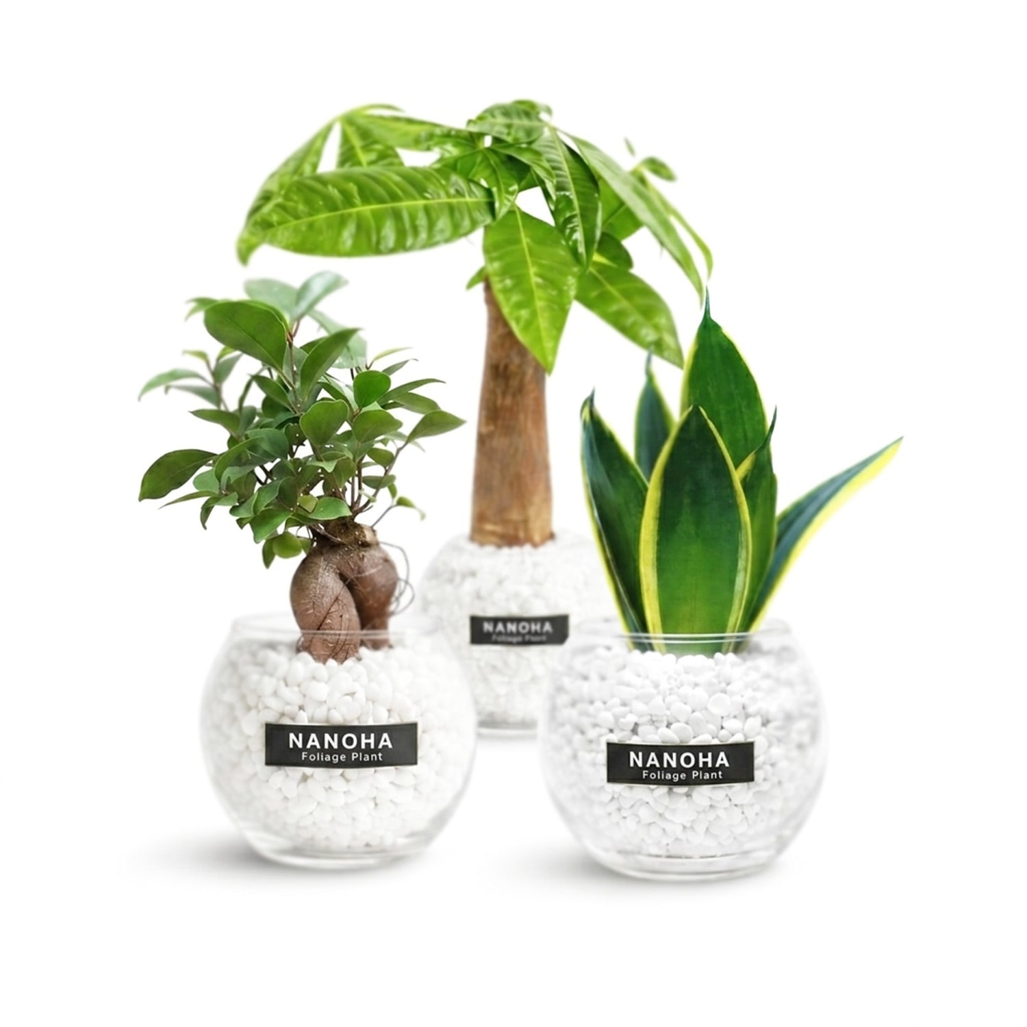 観葉植物 ピタンガ＋お洒落植木鉢セット ※都内インテリアショップ購入 木の香りがする ハンギング アロマ鉢セット シュガーバイン ピレア