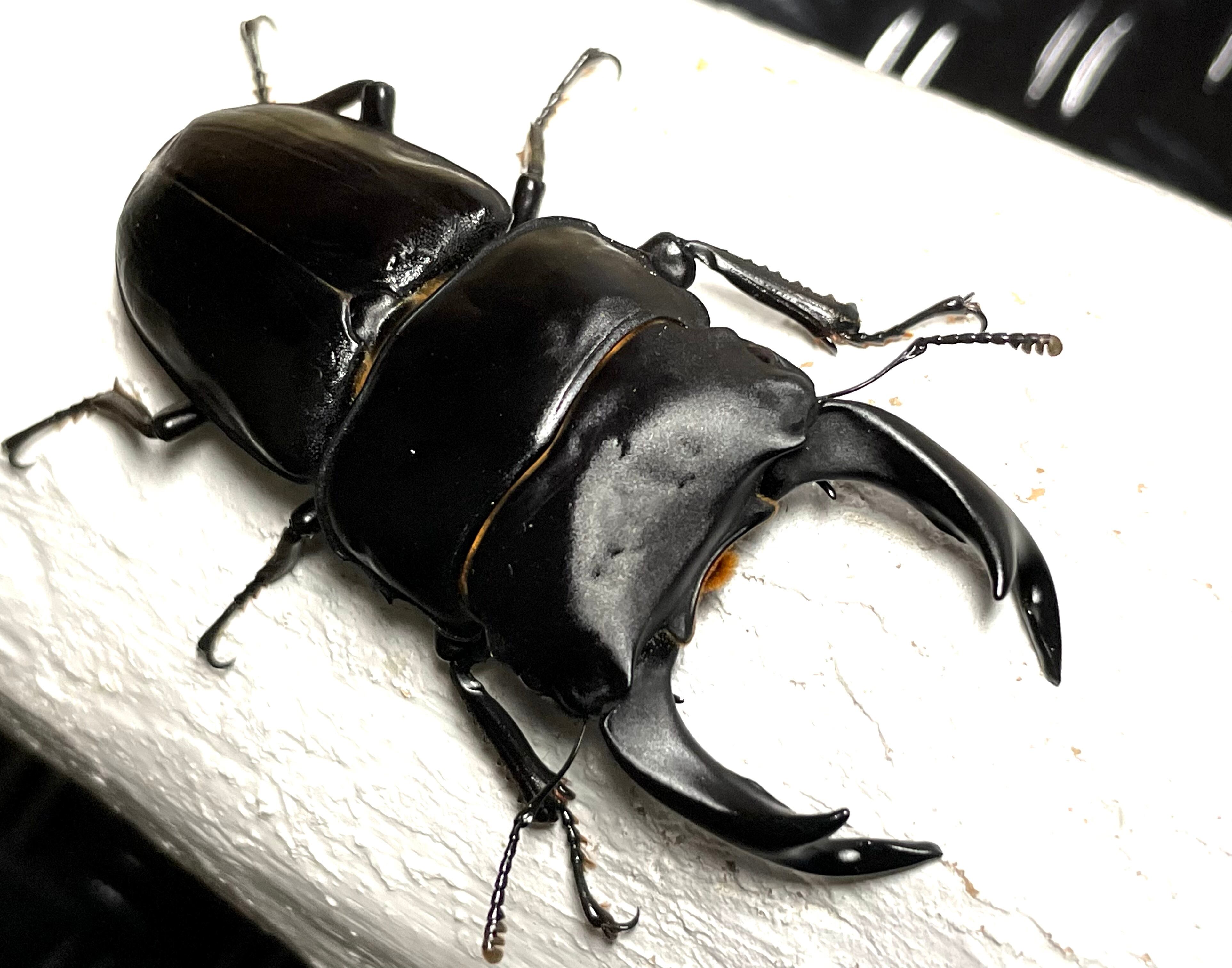 川西産85ミリ等オオクワガタ6頭セット♂4頭♀2頭 国産オオクワガタ川西 