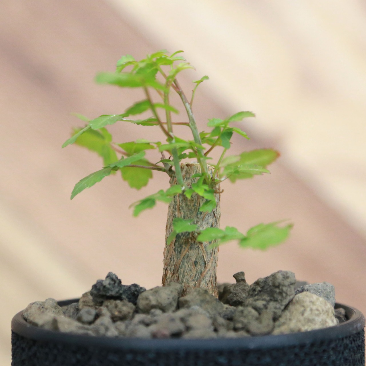 Bursera fagaroides ブルセラ ファガロイデス / 小株(3号鉢)/Lot.002