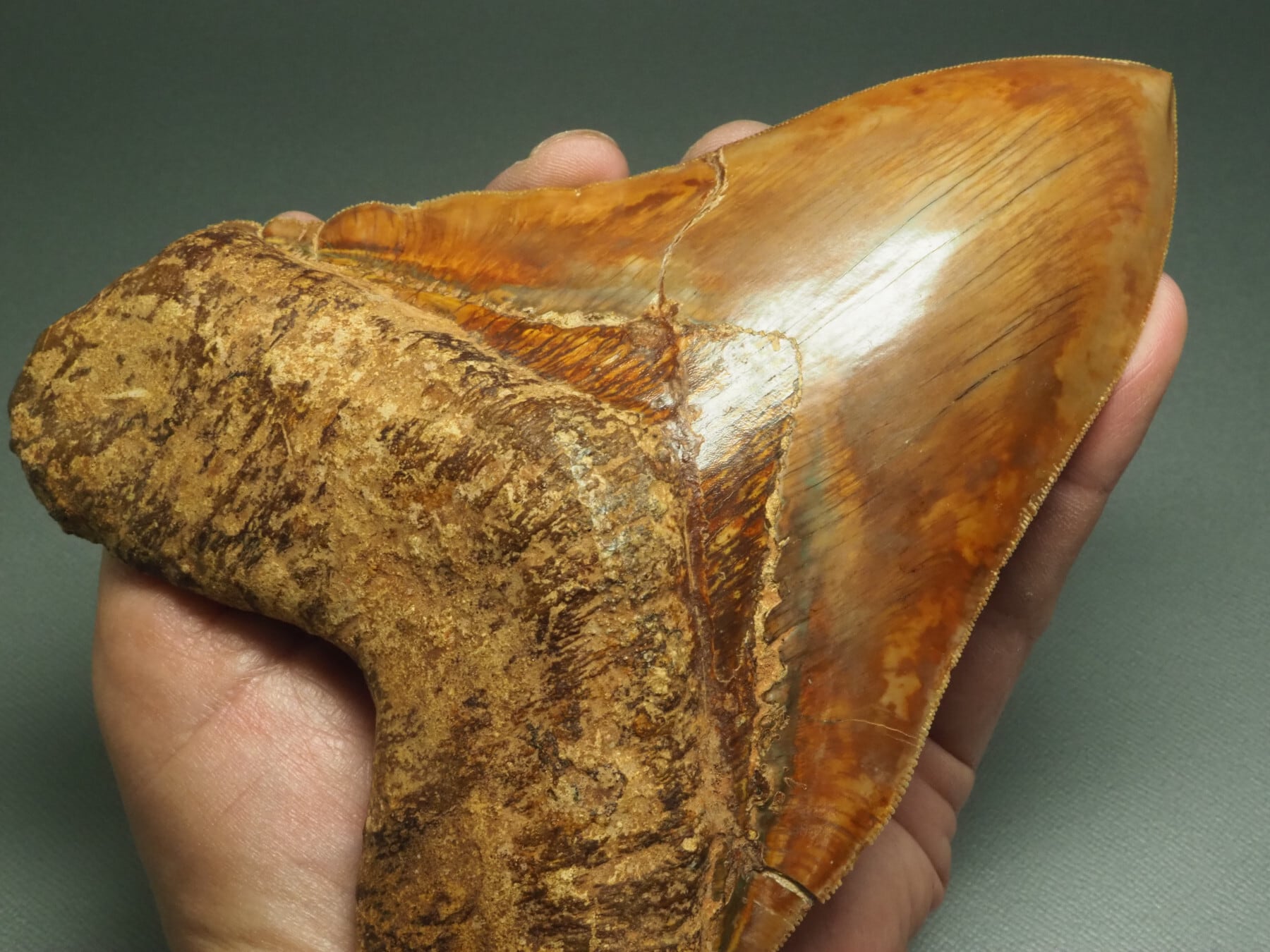 165mm世界最大級!メガロドンの歯【Carcharocles megalodon 165mm世界最大級!メガロドンの歯【Carcharocles megalodon