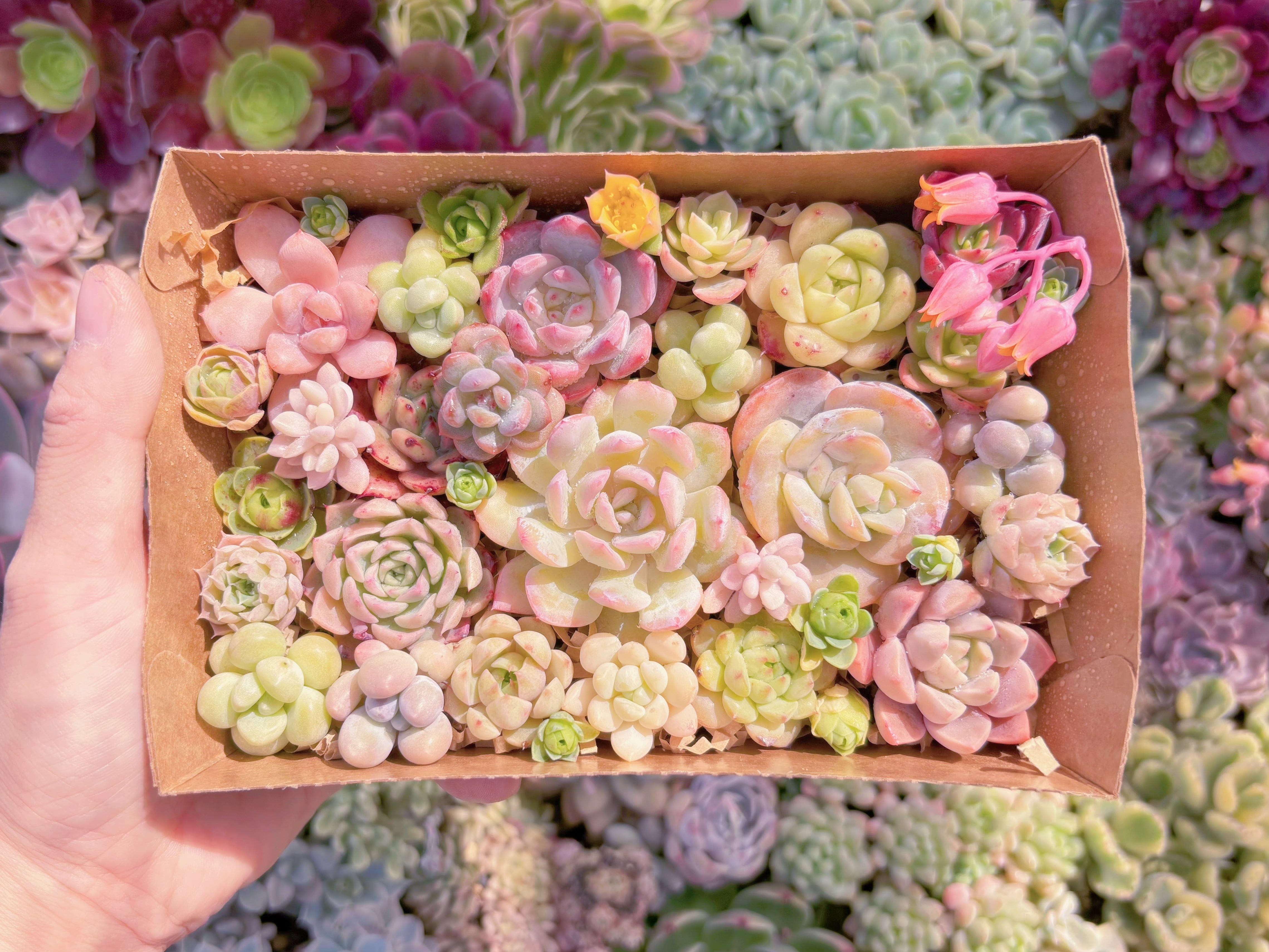 現品　寄せ植えセット#B60　17×4.5×11.5cm　るる農園