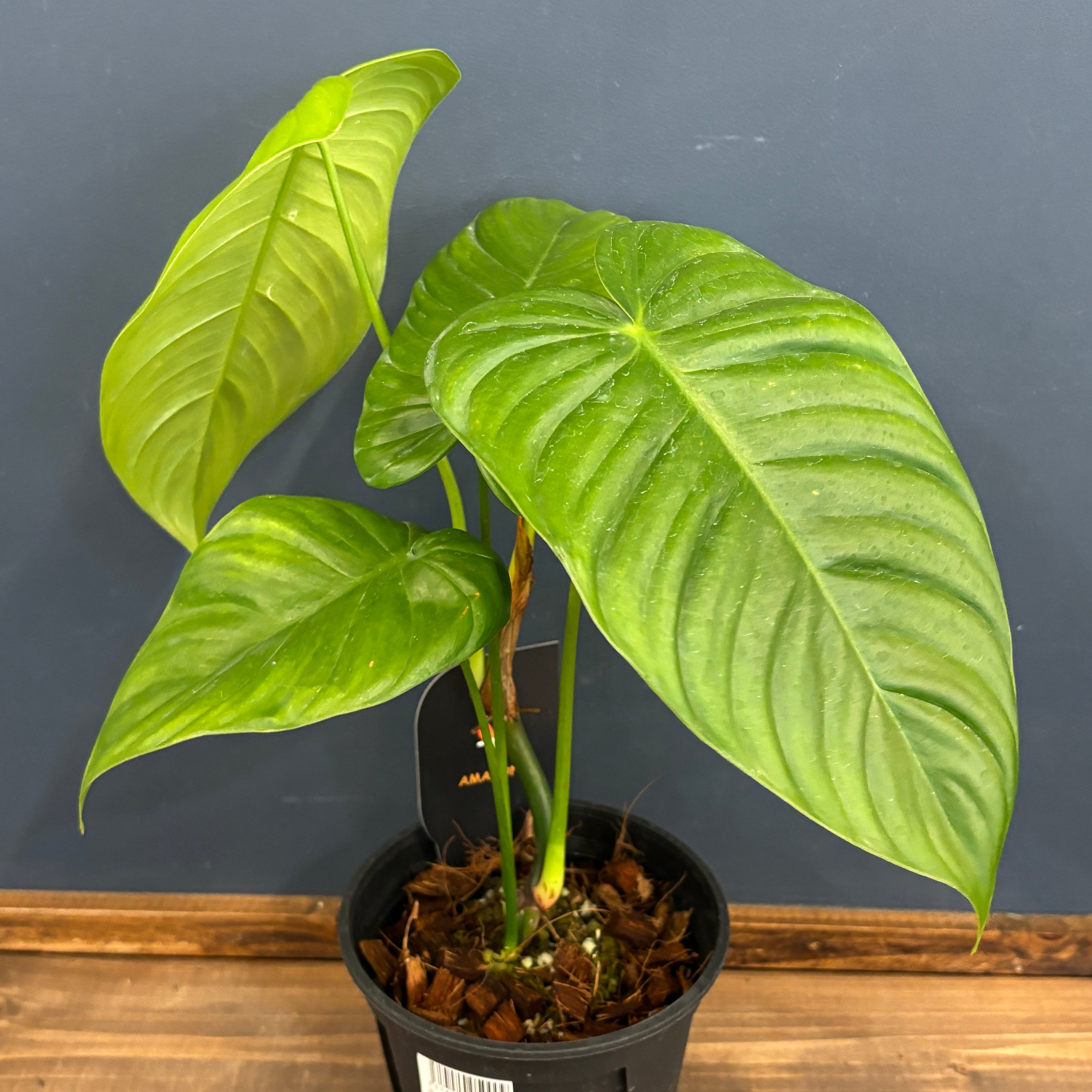 フィロデンドロン テヌー ビカクシダ アンスリウム ベイチー モンステラ フィロデンドロン テヌー ビカクシダ アンスリウム ベイチー