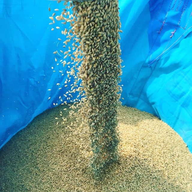 新米!!令和7年産  大自然米【5kg】精白米