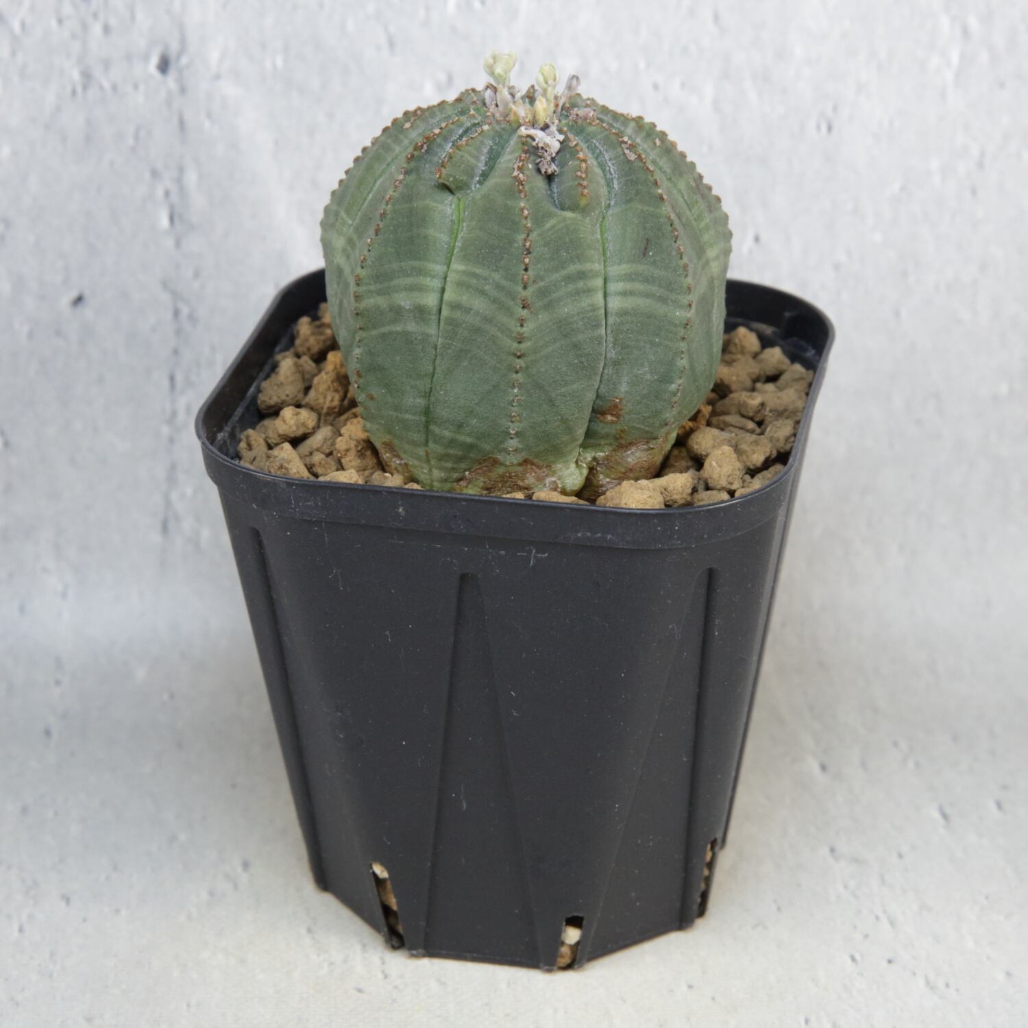 ユーフォルビアオベサ 11稜 11稜】多稜タイプ Euphorbia Obesa ユーフォルビア オベサ