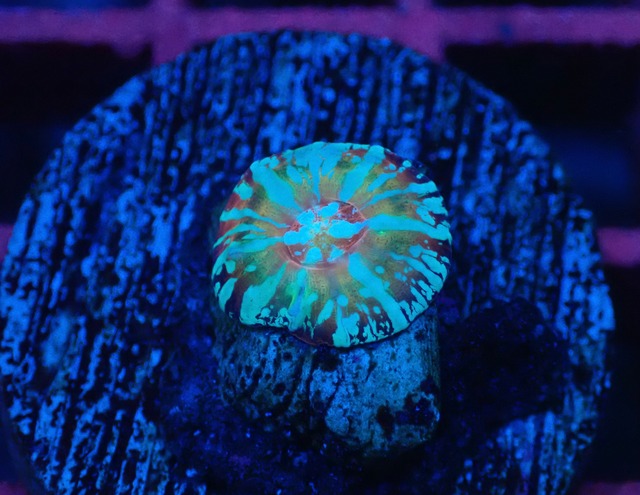 Scolymia Baby "HiendUltra" 2