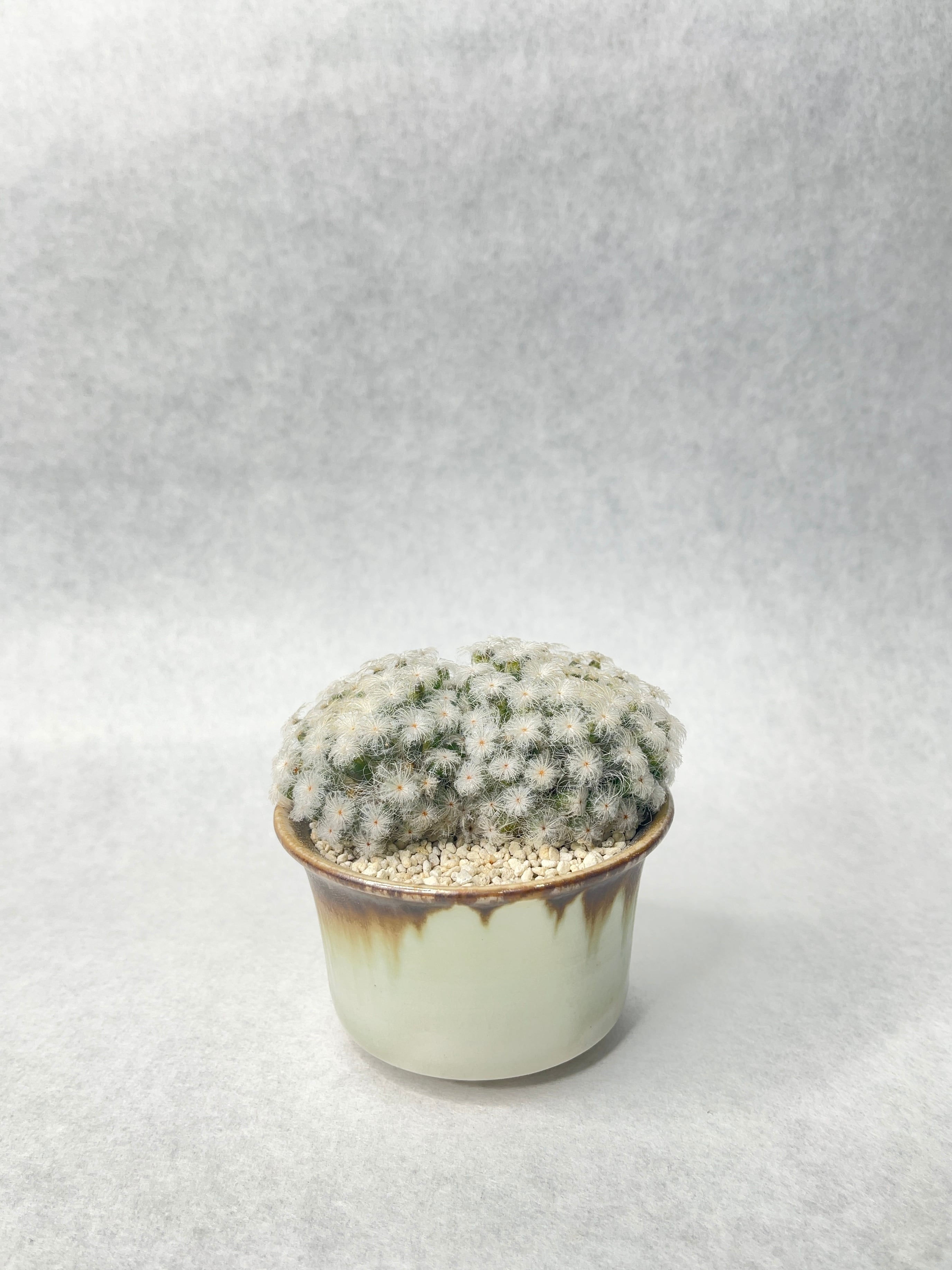 サボテン　マミラリア　白星仏頭　パンチパーマ 仏頭白星 