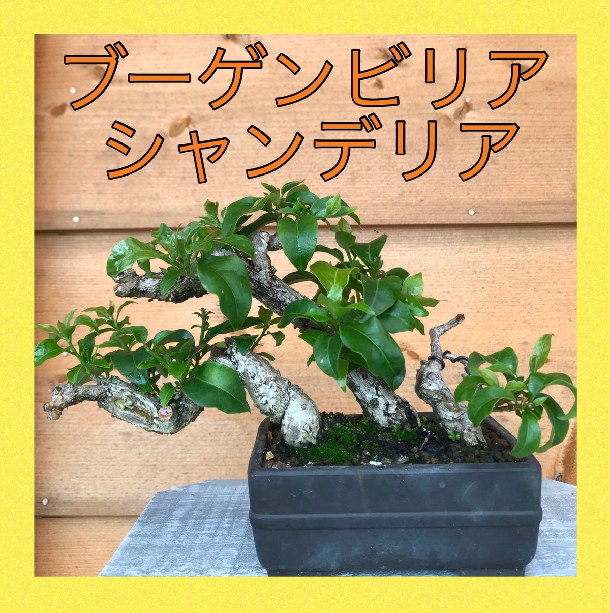 ブーゲンビリア Nana