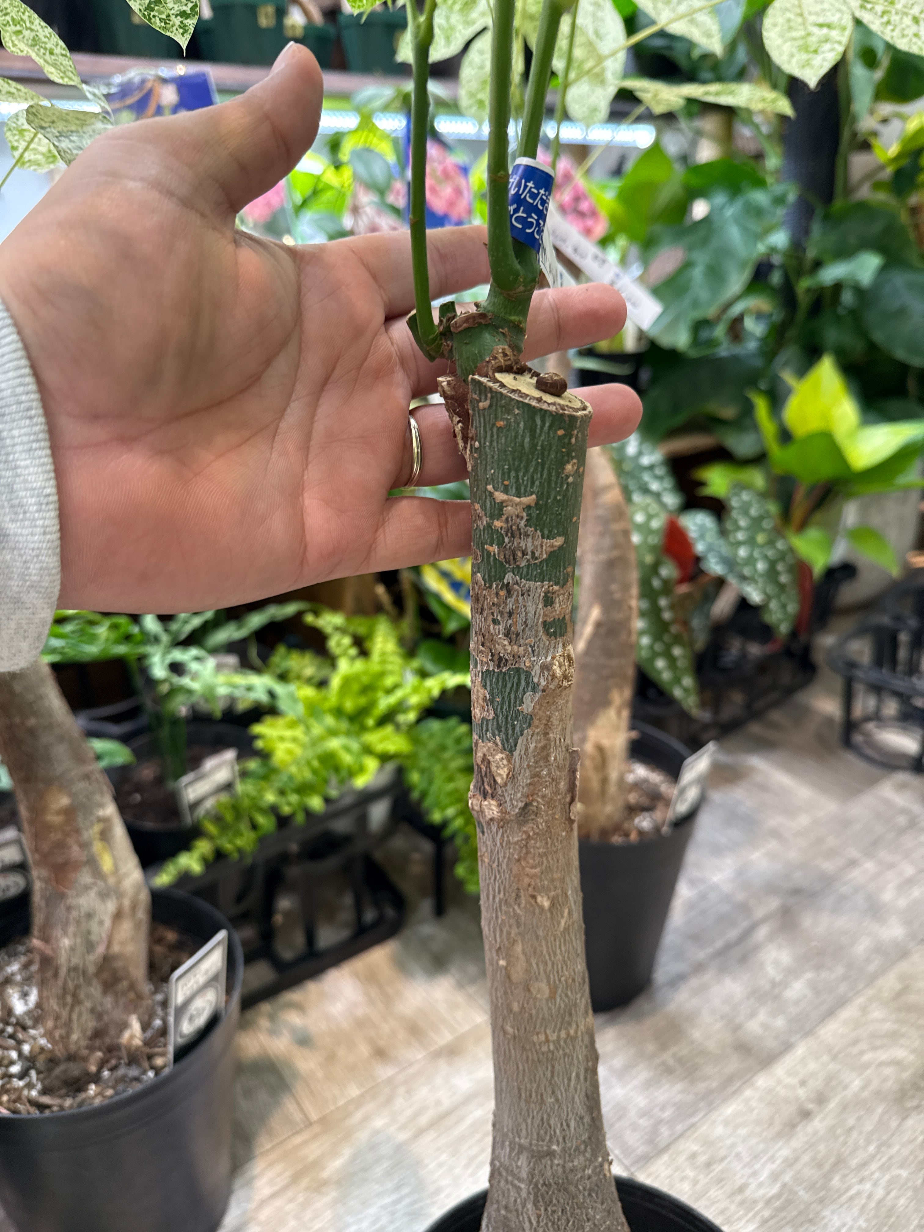 送料無料］6号 パキラ 