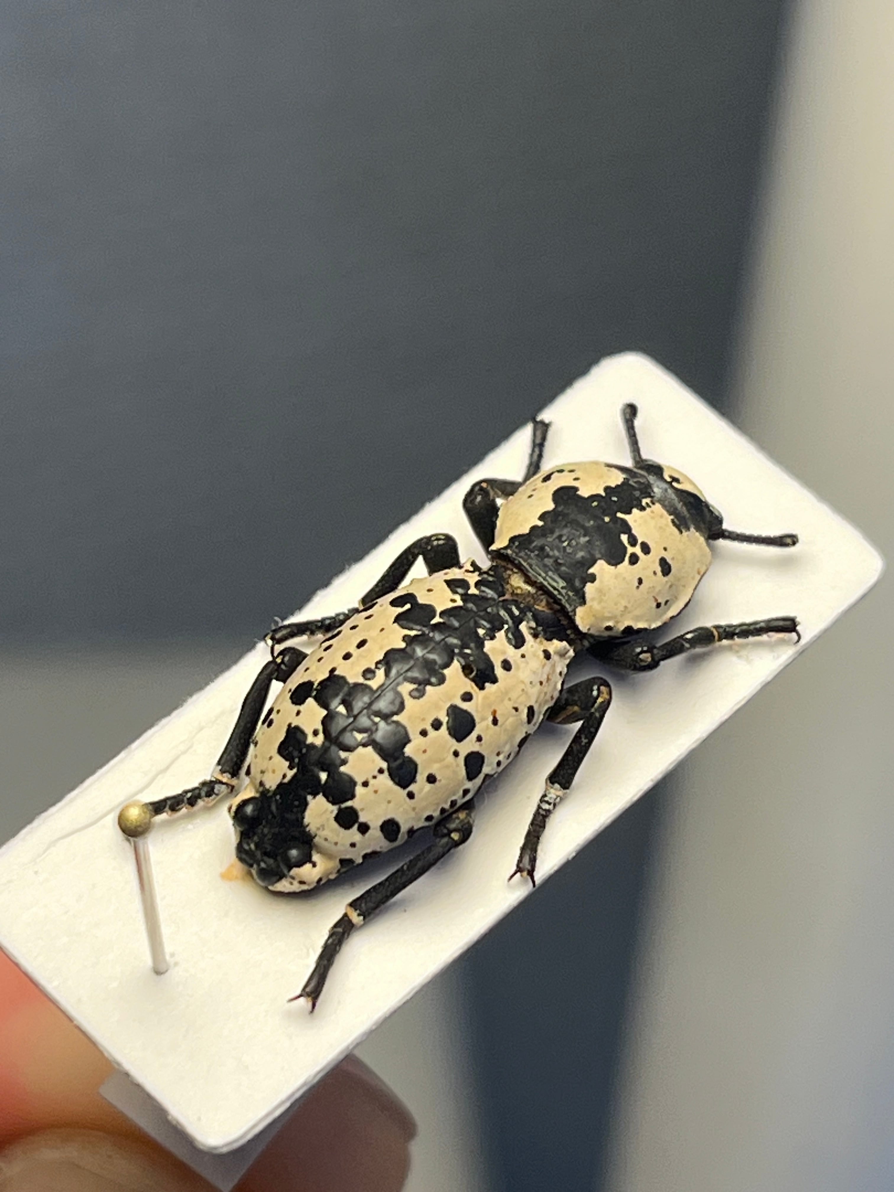 21mm】シロマダラコブゴミムシダマシ 昆虫標本 Zopherus nodulosus