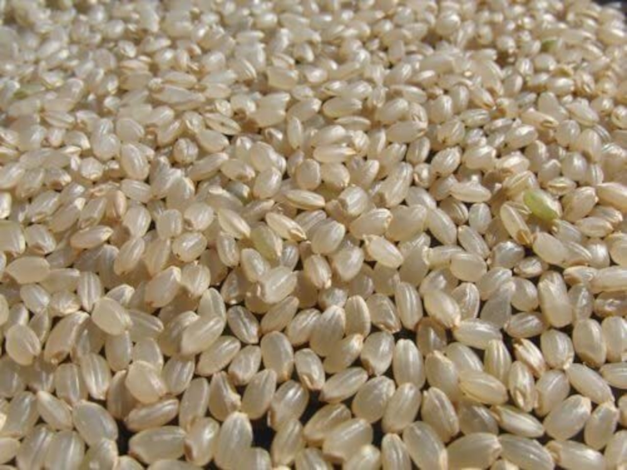 天栄米　令和5年新米 5キロ玄米