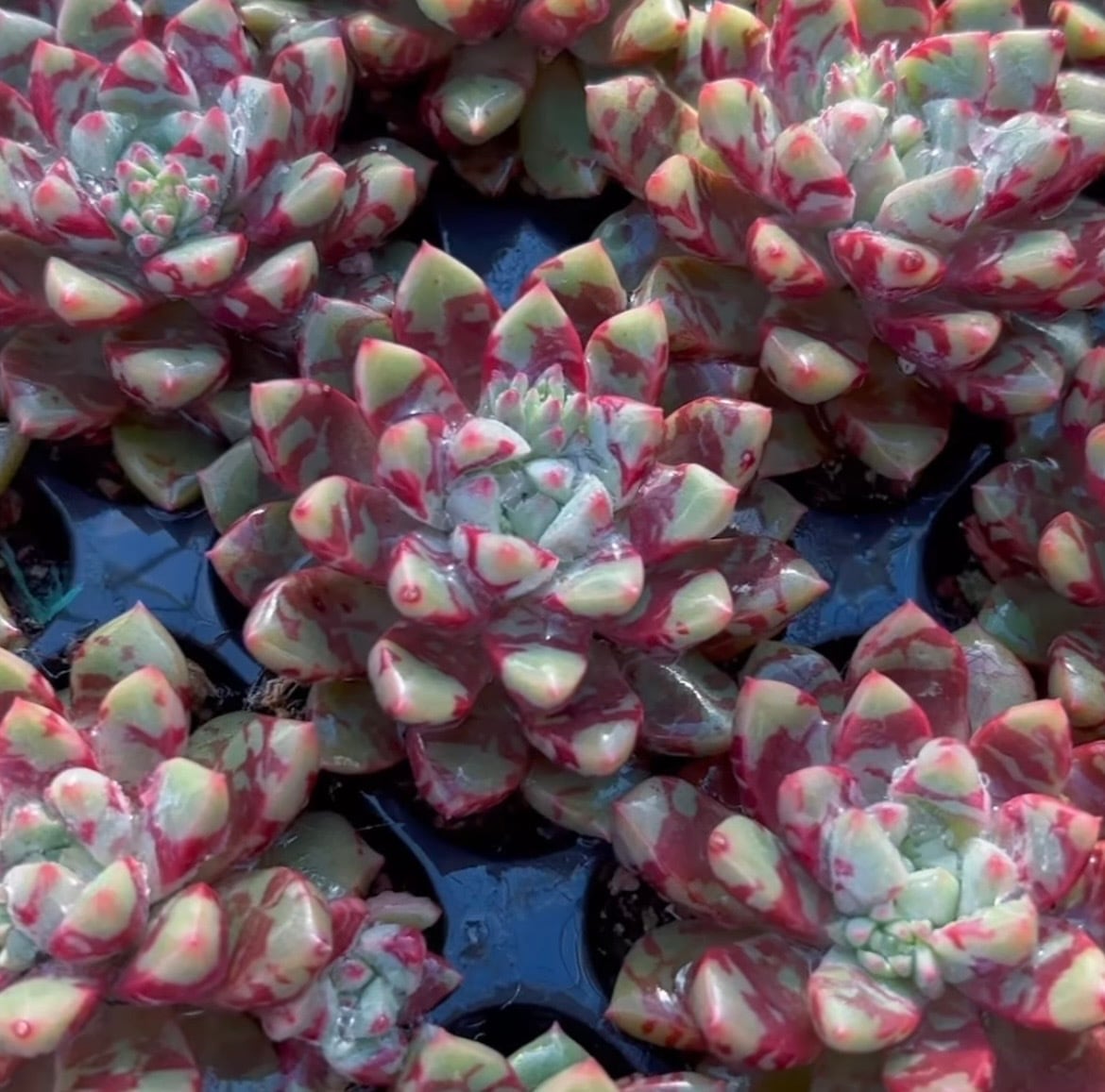 多肉植物 アエオニウム 孔雀白錦 レア #sb 5 | Pay ID