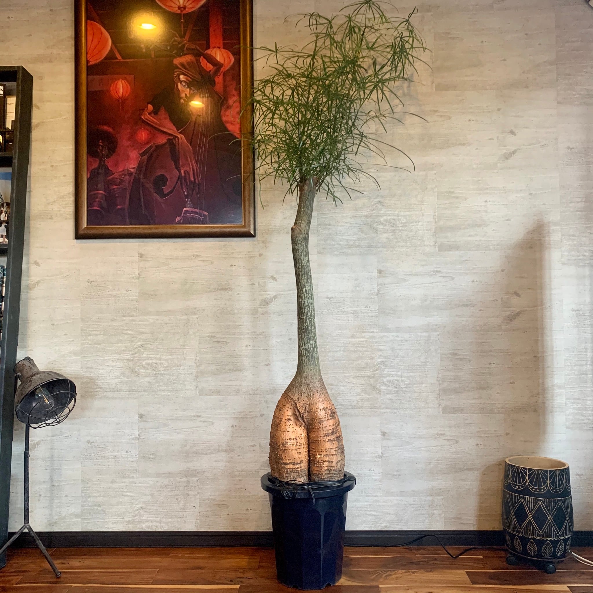 想像を超えての ボトルツリー ブラキキトン 特大 植物/観葉植物
