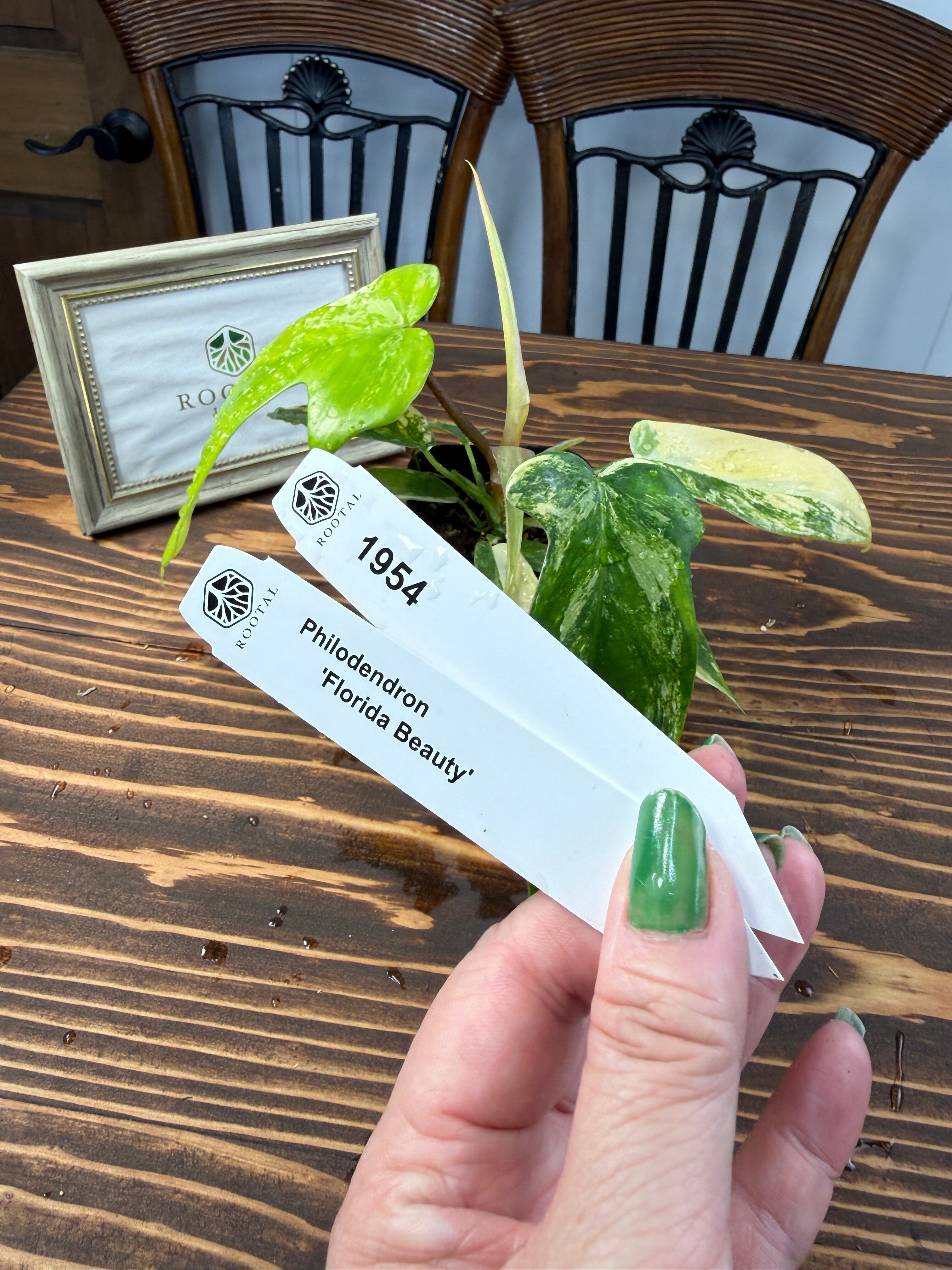 フィロデンドロン | ROOTALPLANTS