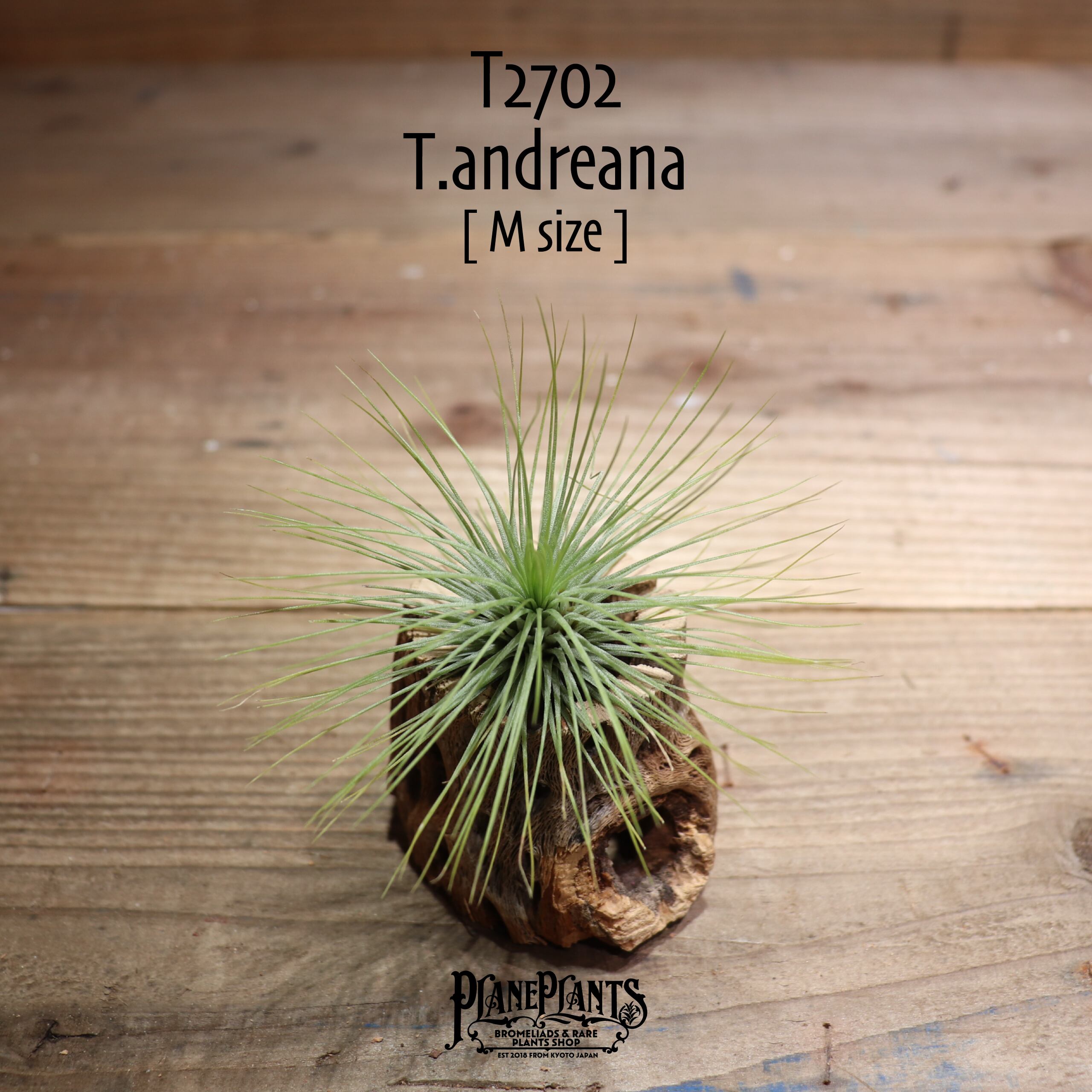 【送料無料】アンドレアナ M〔エアプランツ〕現品発送T2702