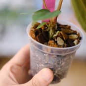 アンスリウム・ミシェル × エースオブスペード / Anthurium 'Michelle'× A. Ace of Spade②│観葉植物