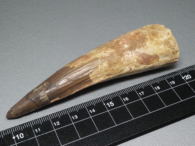 スピノサウルスの歯【Spinosaurus aegyptiacus】【106 mm】【41 g】モロッコ王国産/化石/牙