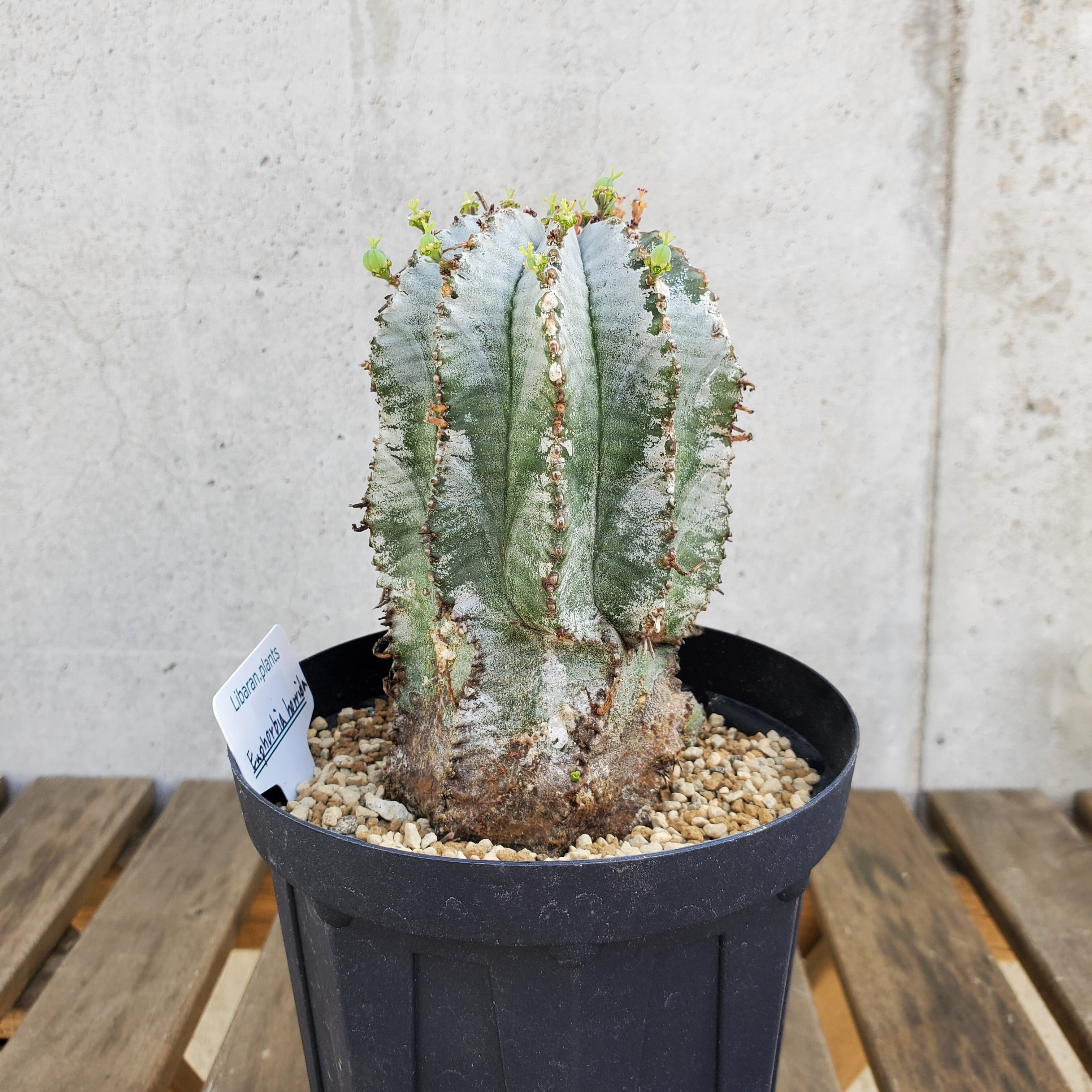 白衣タイプ①】 子株付き メス株 Euphorbia horrida 白衣タイプ①】 子株付き メス株 Euphorbia horrida