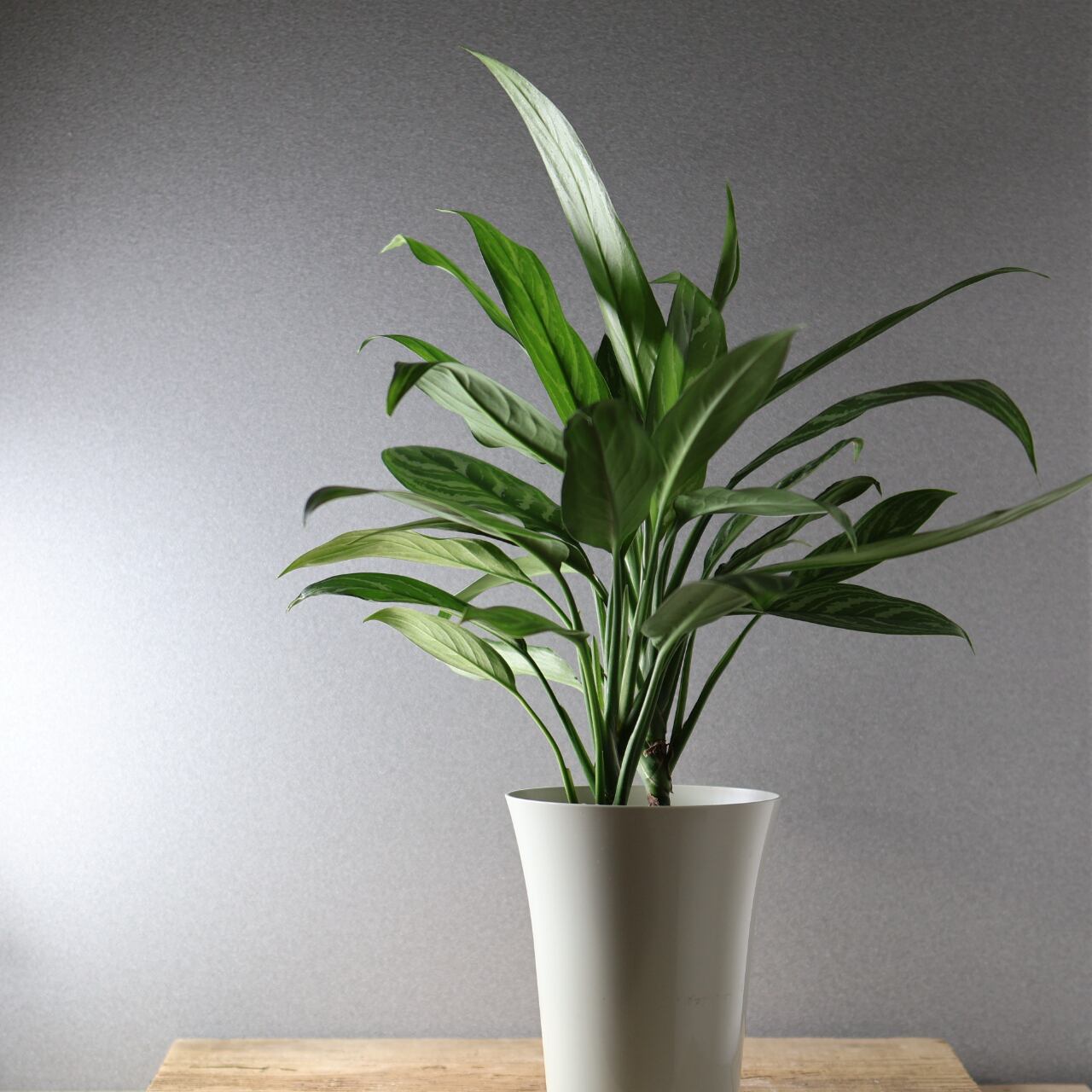 395 レオンが愛した『アグラオネマ カーティシー』観葉植物 【送料無料