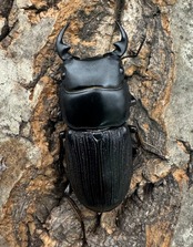 【WD】《ミンダナオパリーオオクワ 43mm ペア》