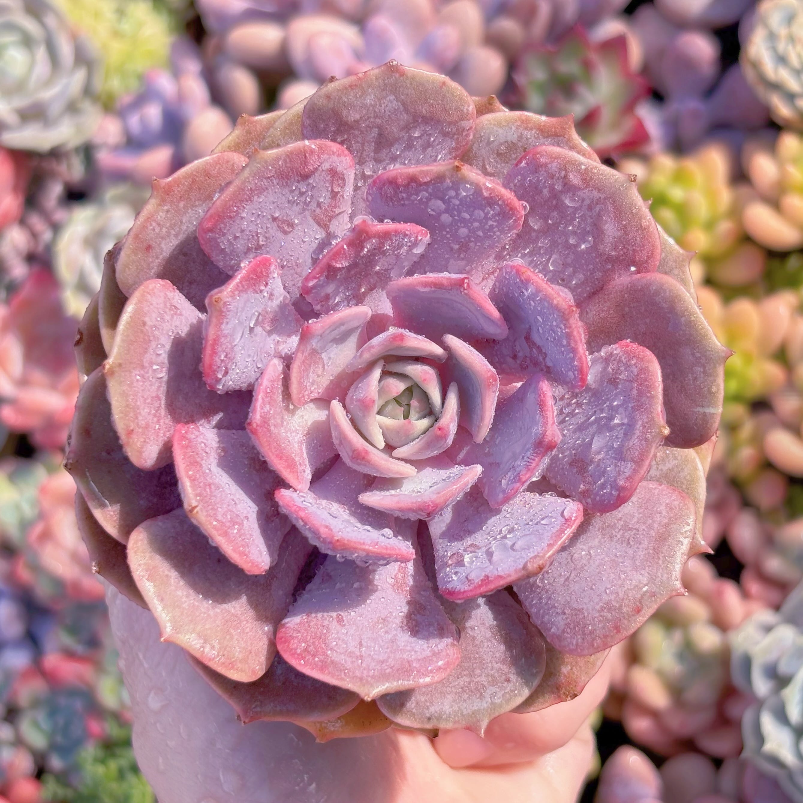 多肉植物　ピンクローラ　新入荷　るる農園