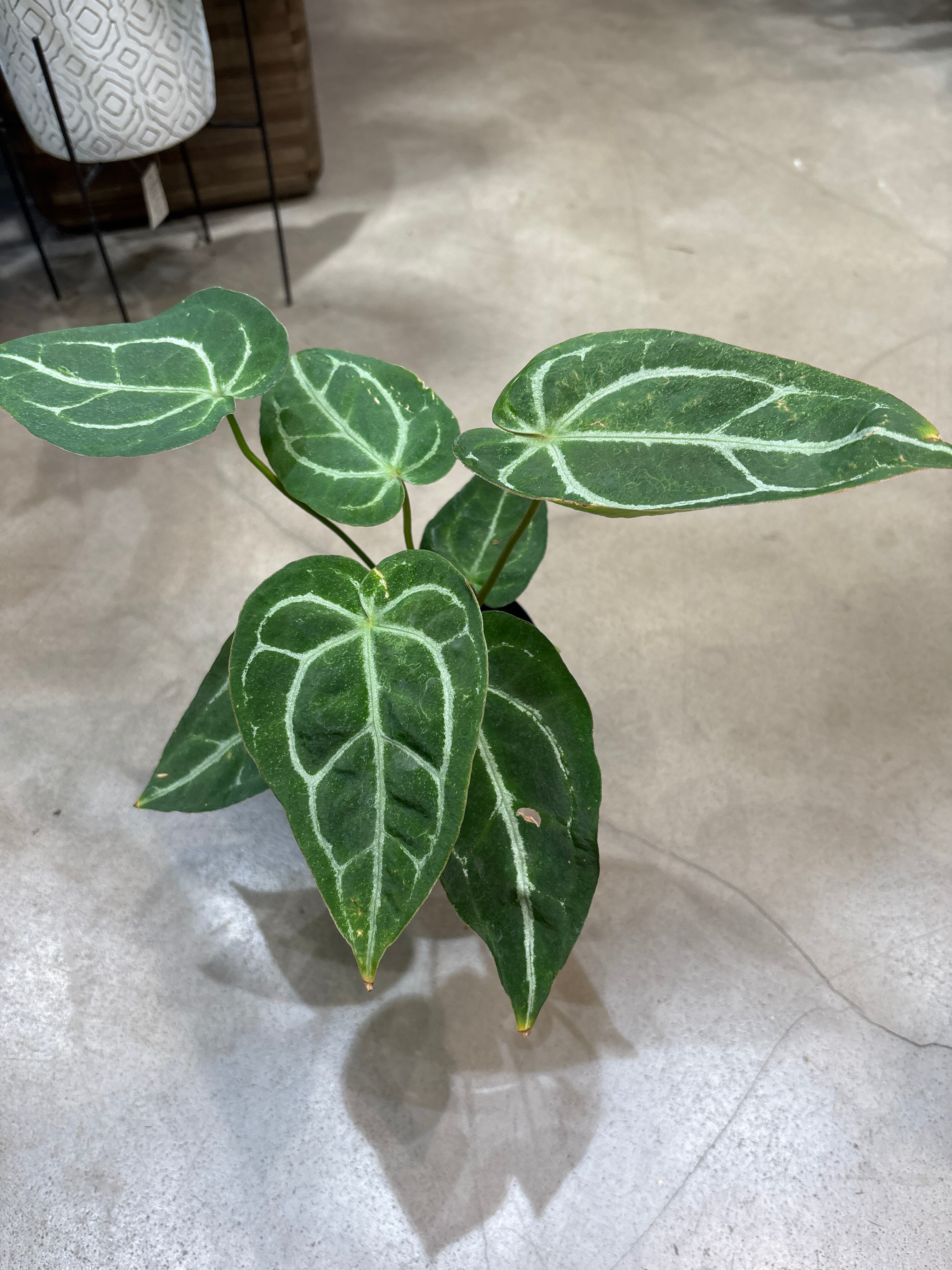 アンスリウム マグニフィカム ブラッククリスタリナム② 特価】アンスリウム マグニフィカム×ブラッククリスタリナム42 - メルカリ