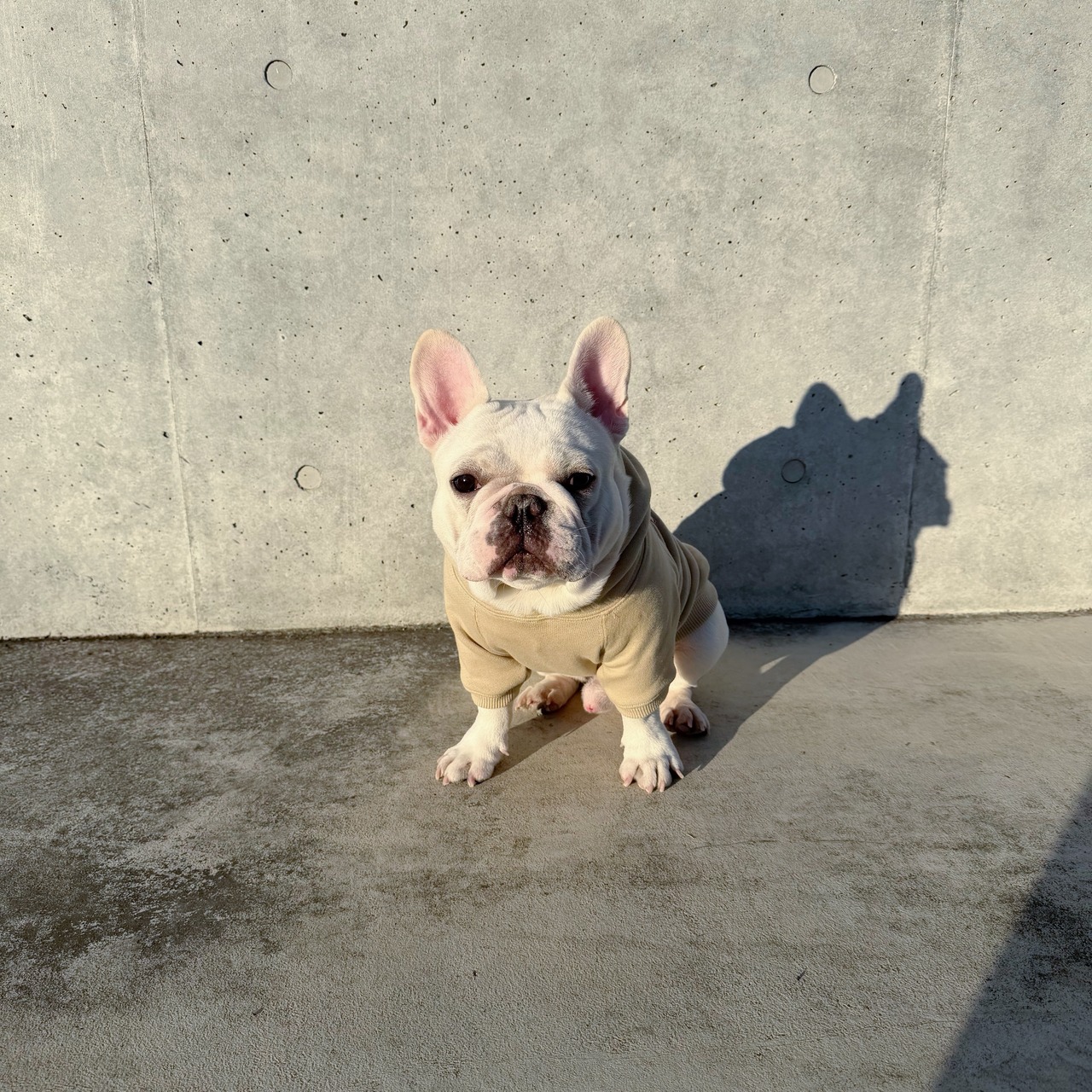 EXOTIC UNIVERSITY パーカー もんじゃ（ペールカーキ） - 4