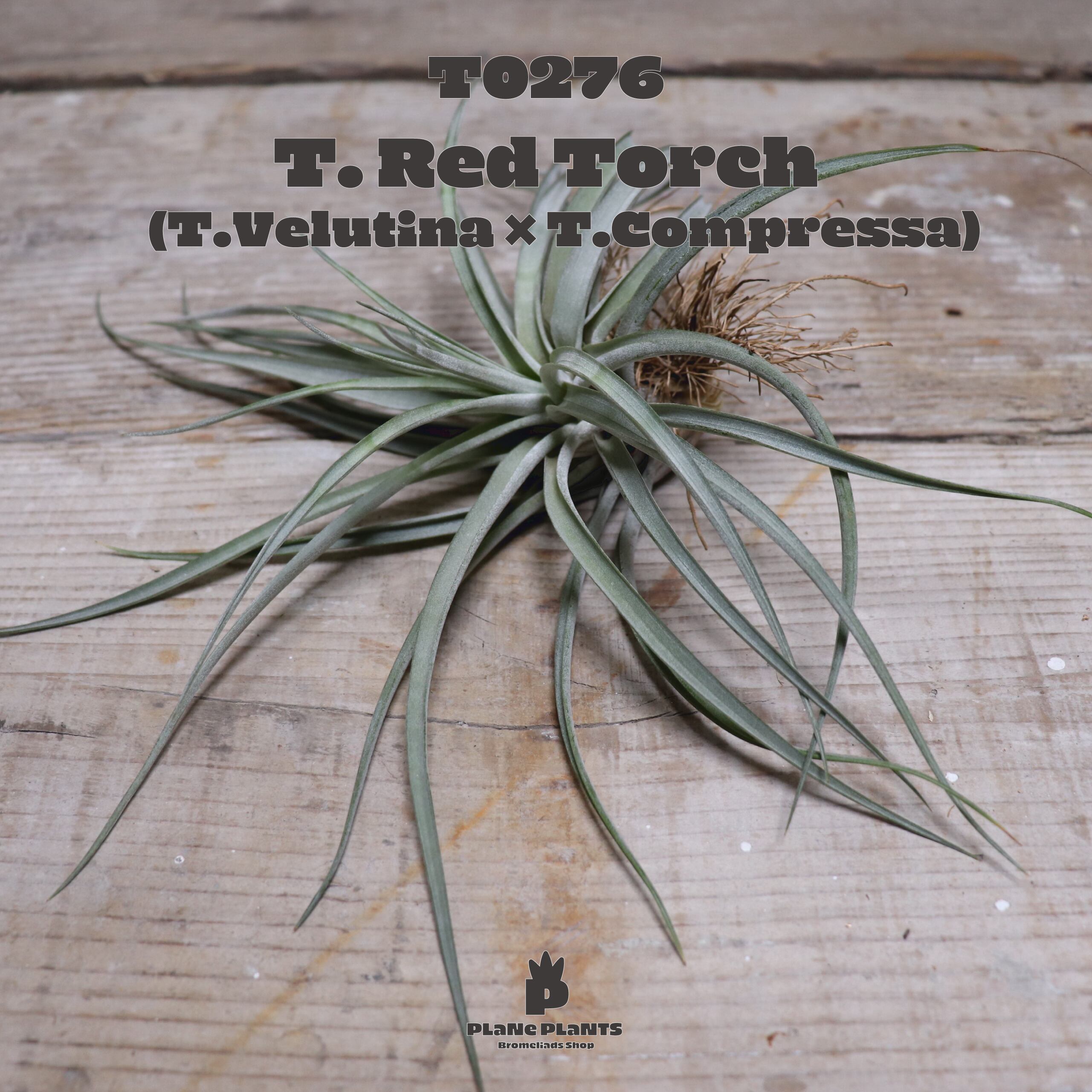 【送料無料】レッドトーチ〔エアプランツ〕現品発送T0276