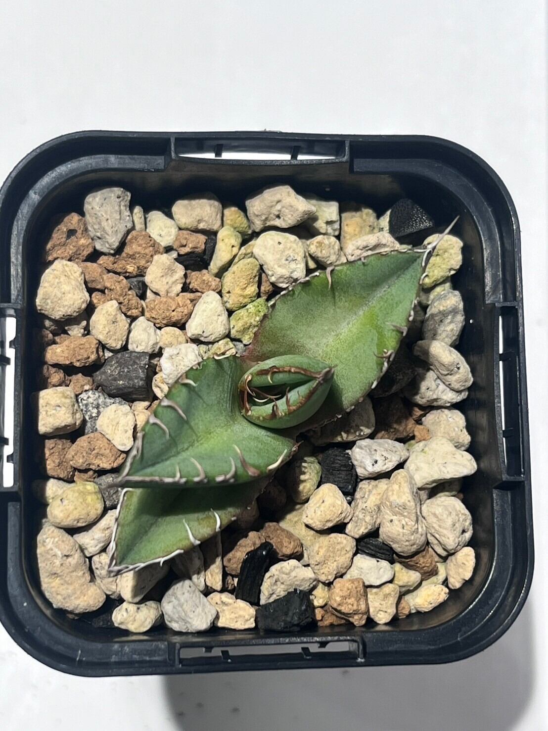 【 A-14 】oteroi seedling ①