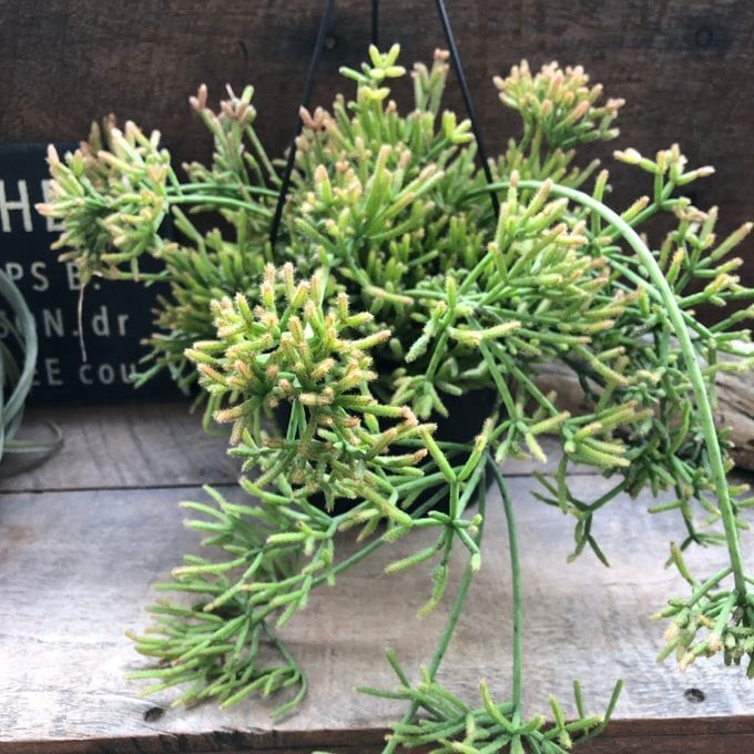 亀甲竜 特A品 希少 ハート型の葉っぱ 塊根植物 多肉植物 インテリア