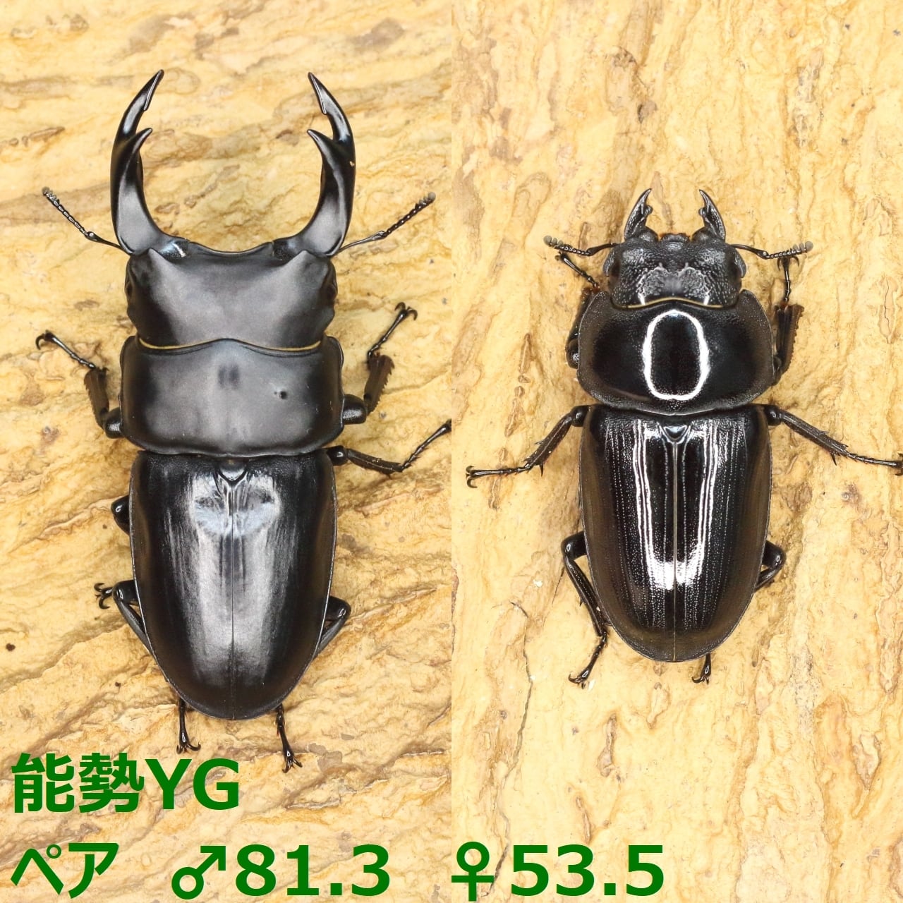 16】♂57mm・♀34mm本土ヒラタクワガタ ペア 群馬県産 | Pay ID