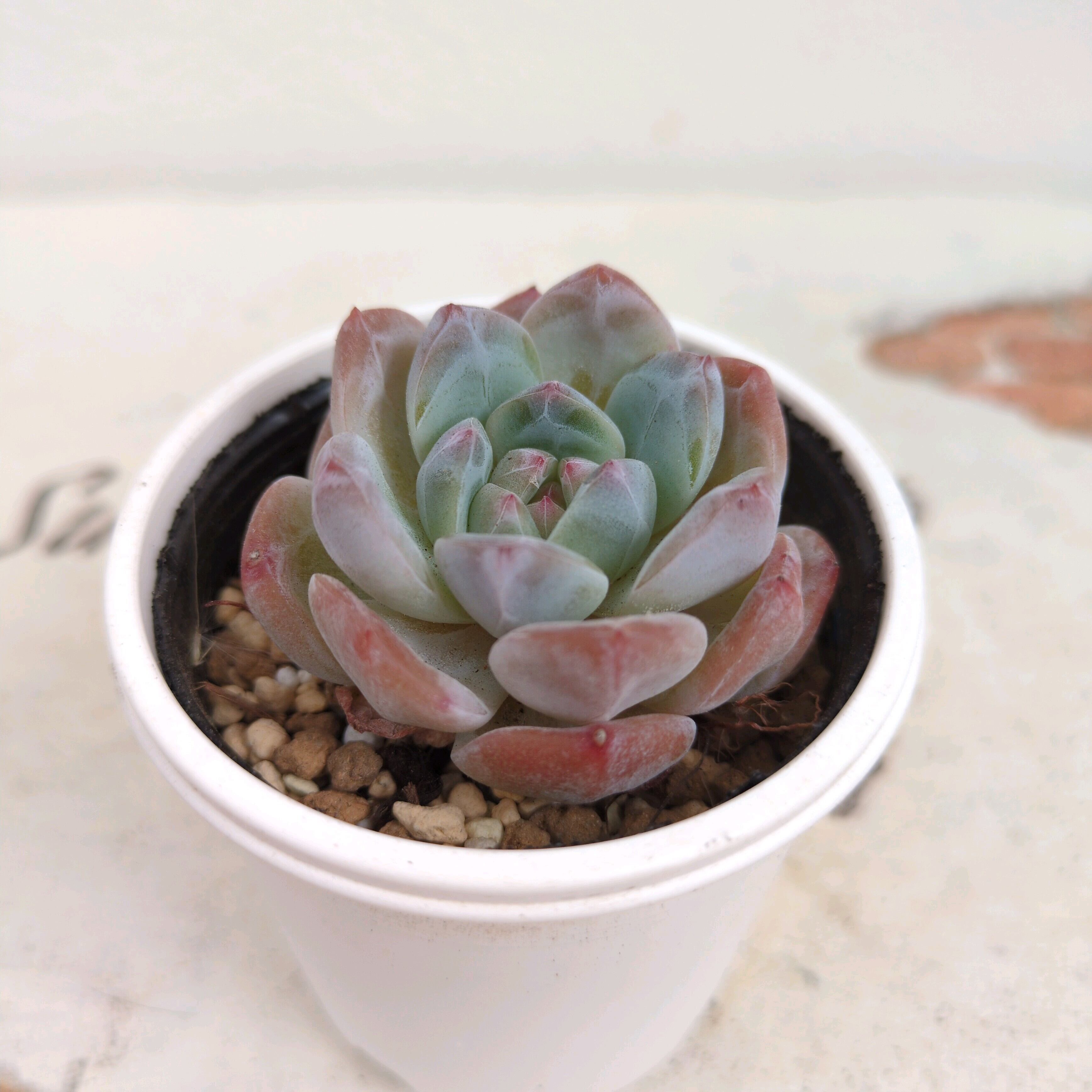 SOLD OUT 】◇085 ブルームーンストーン 多肉通販 単品ネコポス発送