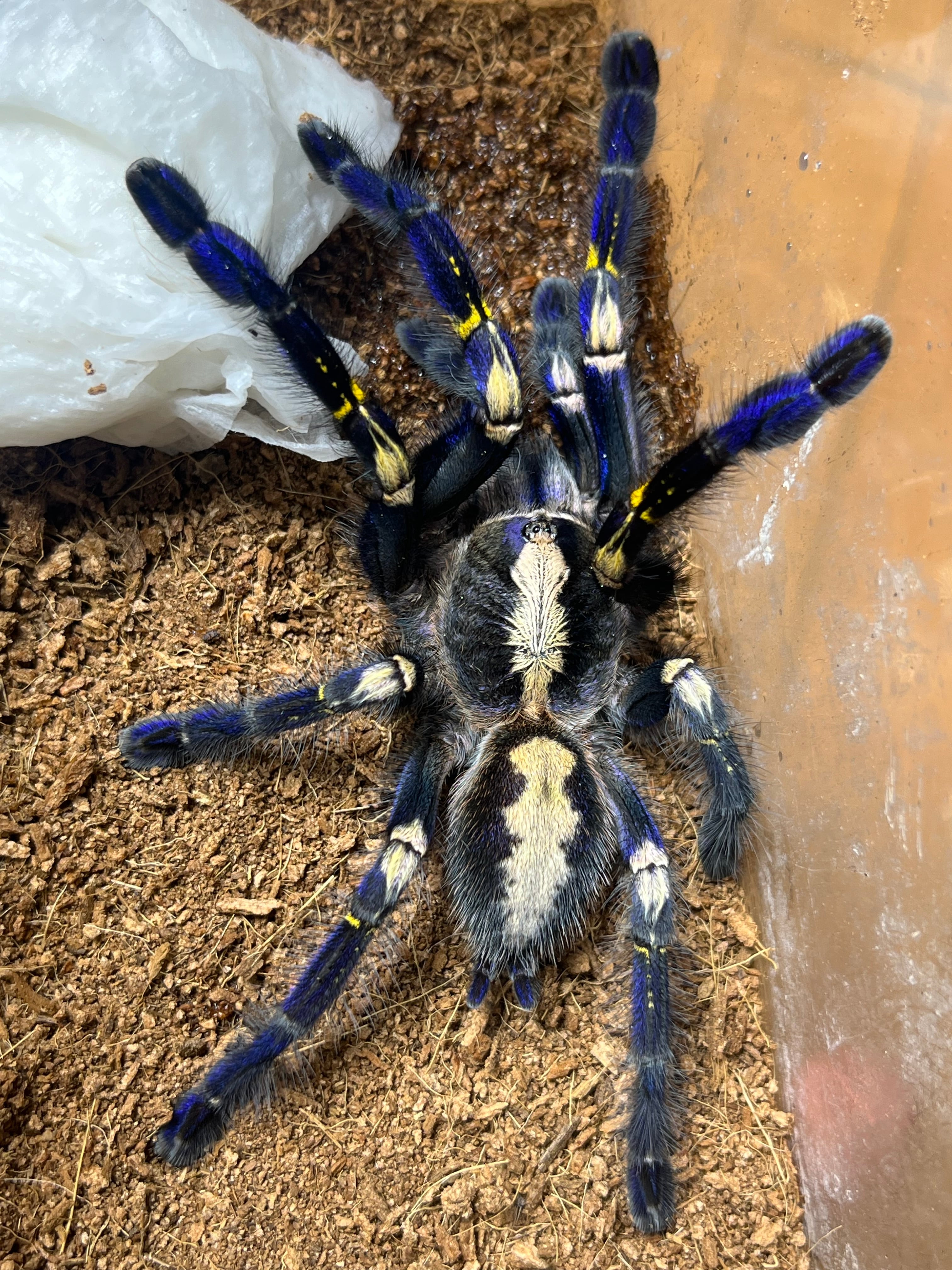 Poecilotheria | オモニキチュウ