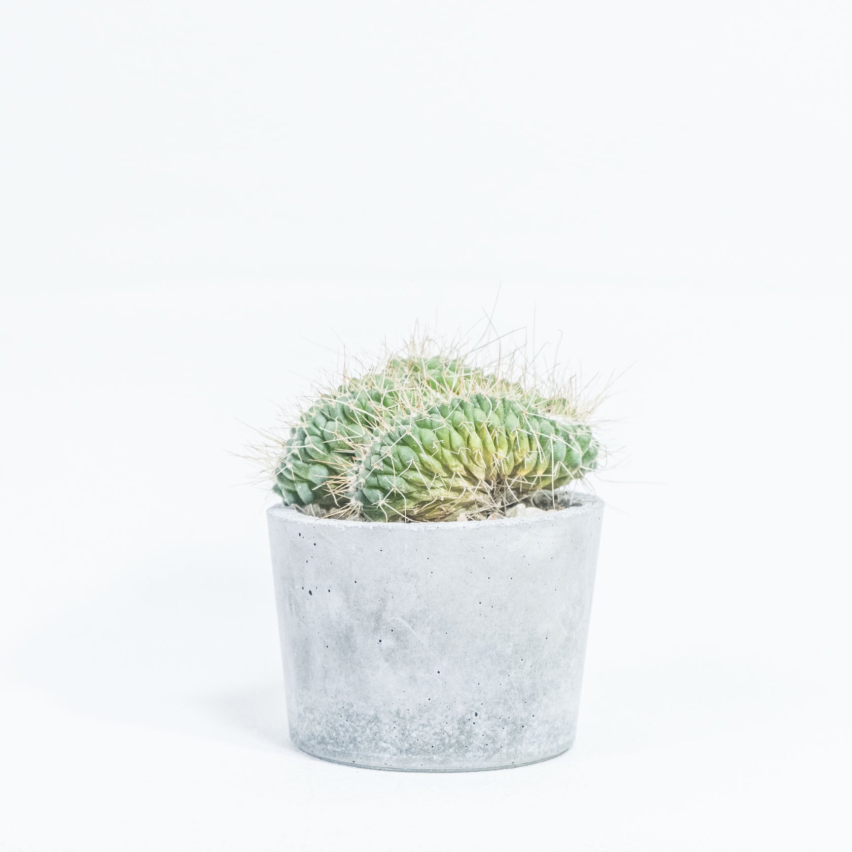 マミラリア・白棘白竜丸（綴化） 独特な造形と迫力あるボリューム感が魅力 自作モルタル鉢の一点物