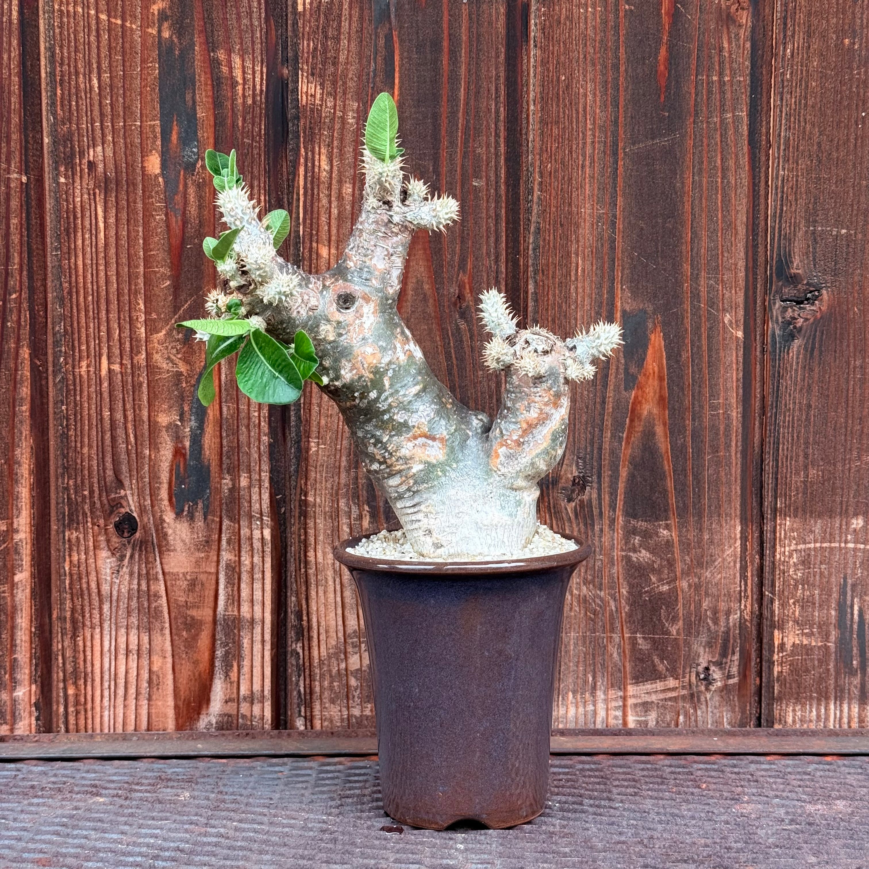 植物 | A-PLANTS