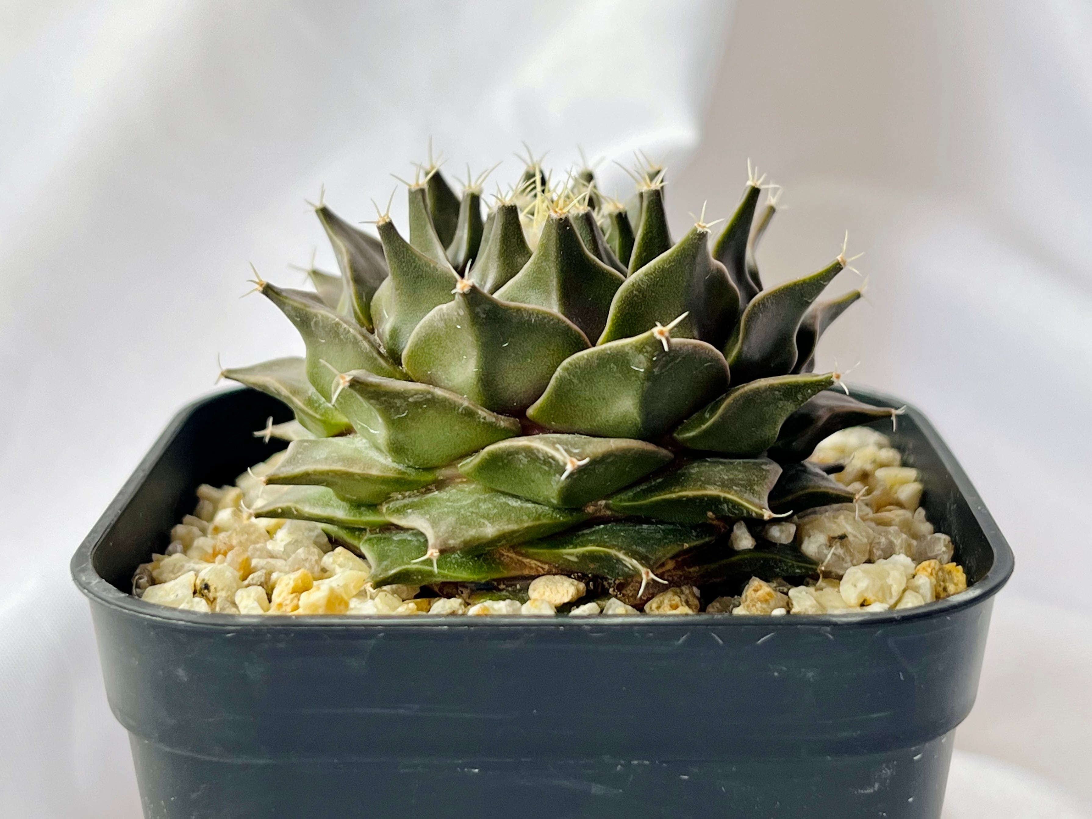 Obregonia denegrii オブレゴニア 帝冠 サボテン | plants MARU