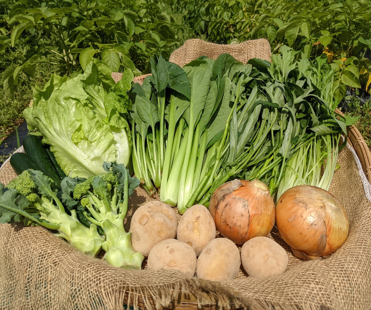 欲しい時だけ 類農園 有機 オーガニック 野菜 お米 お茶 奈良 三重 欲しい時だけ 類農園 有機 オーガニック 野菜 お米 お茶 奈良 三重