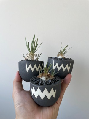 【ありがとう価格】Pachypodium Gracilius × VALIEM BABY【グラキリスの定番仕立て】パキポディウム グラキリス